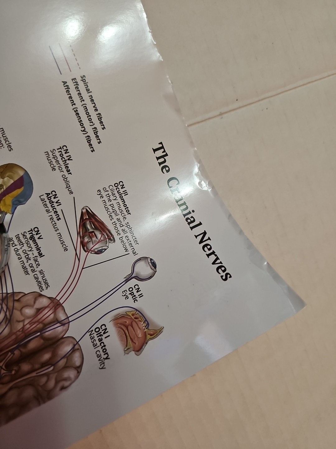 The Nervous System – 2 Sided Medical Poster 29.5″ x 17.5″ In. The Art Of Science