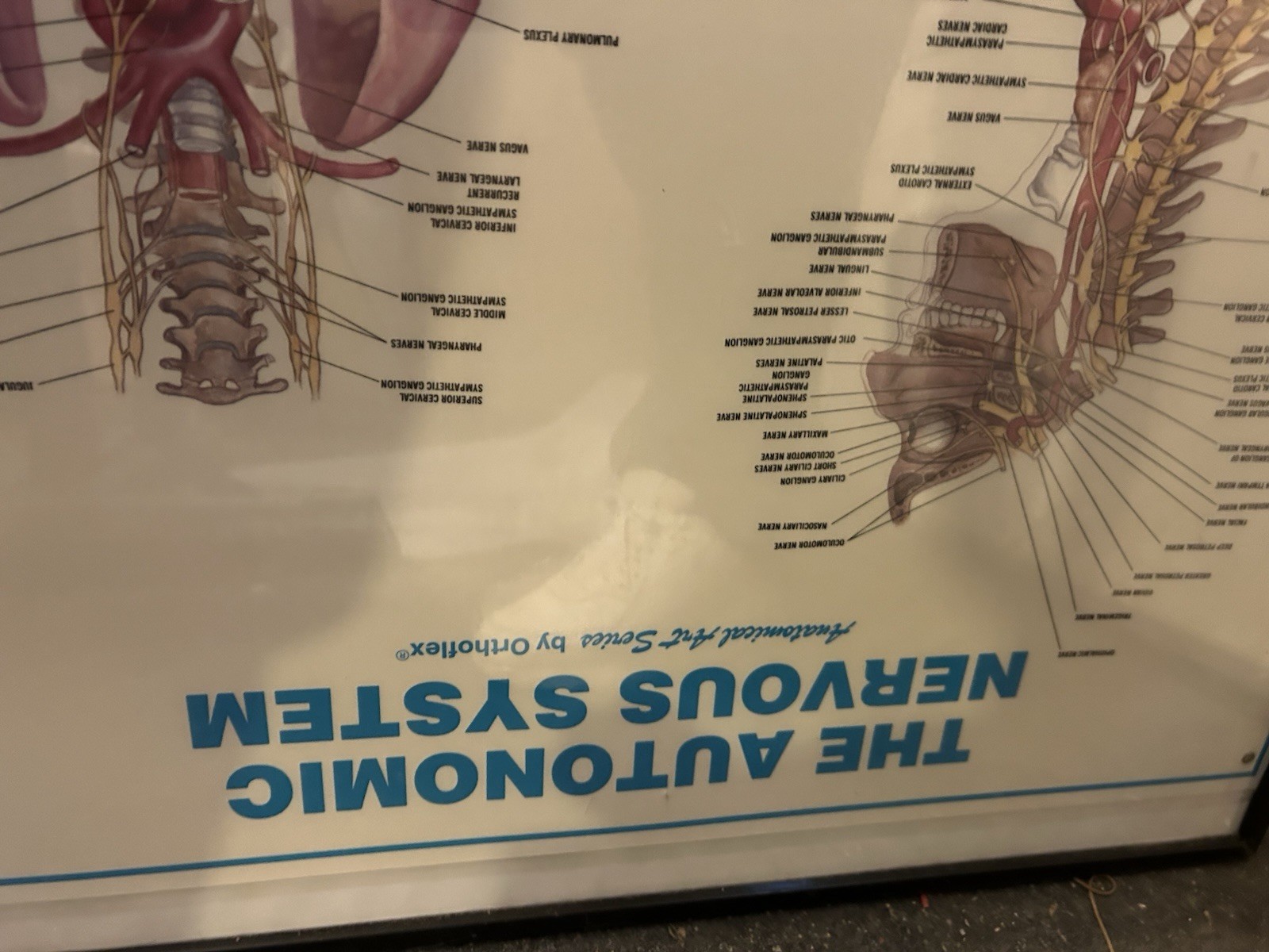 Large Framed Medical Chart