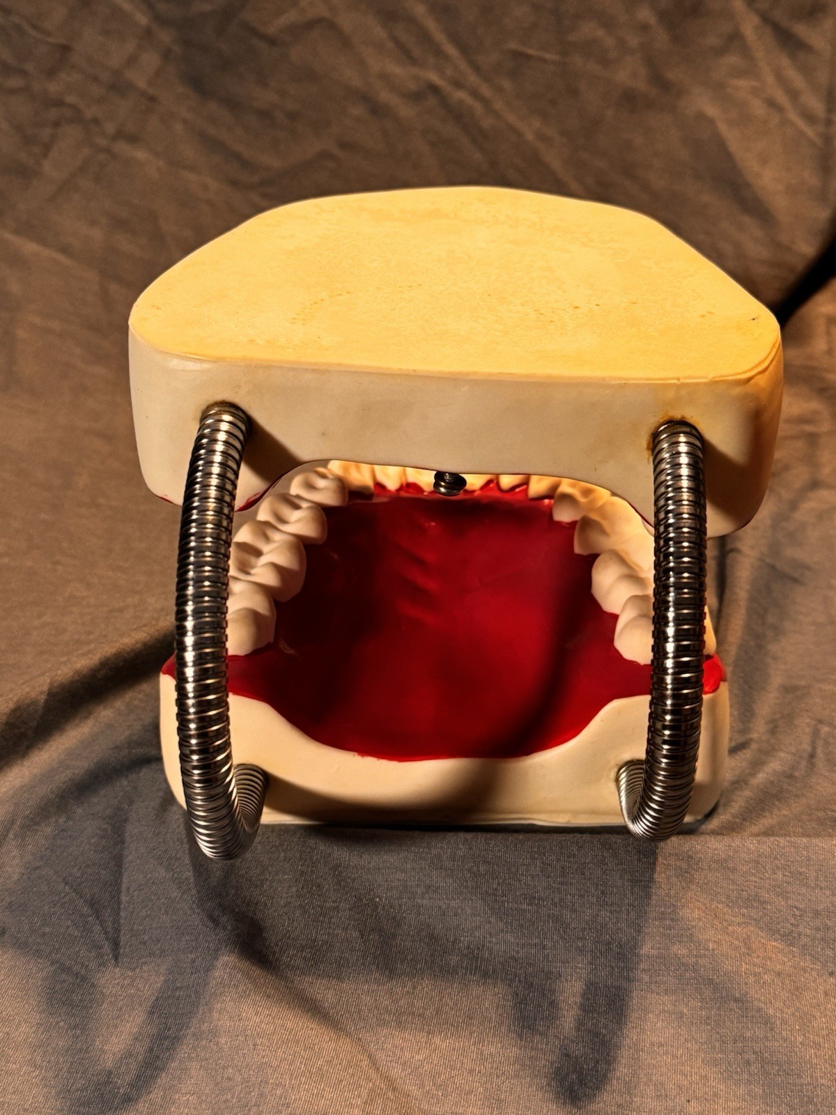 Large Dental Teeth Mouth Model w/ Removable Tongue Dentist Teaching Display Prop