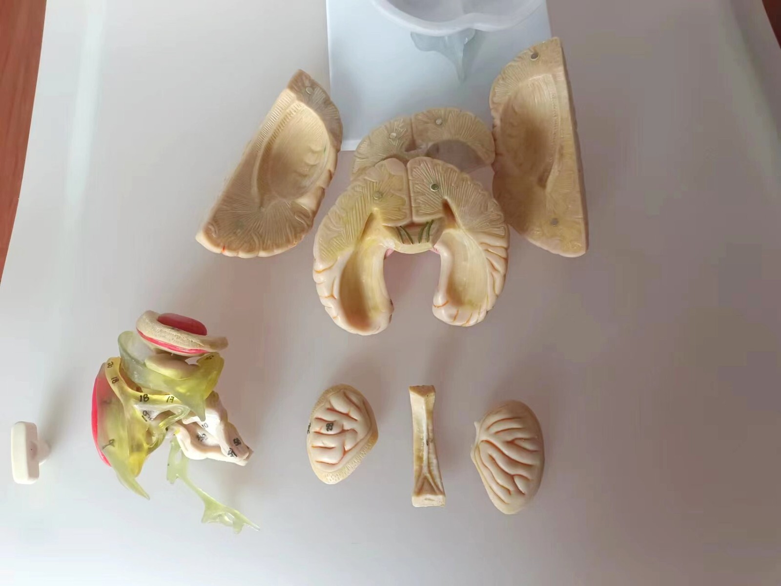 1:1 Size Human 15 Parts Brain Model Medical Anatomy With 58 Digital Indication