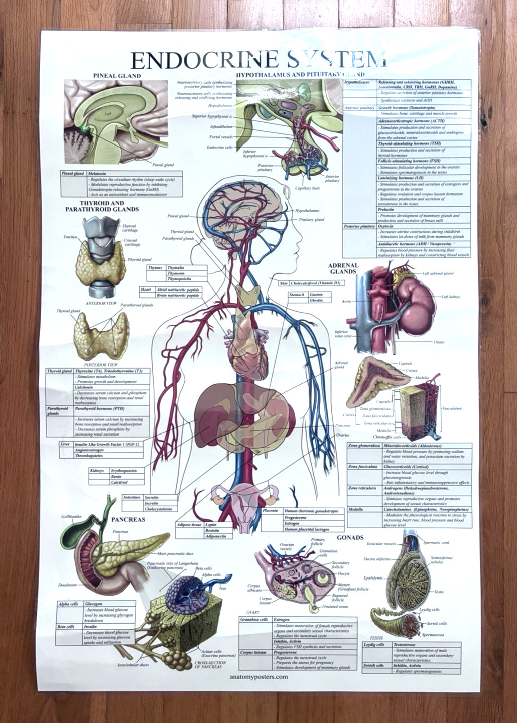 4 Human Anatomy Posters Laminated Medical Biology Health Classroom 18X27