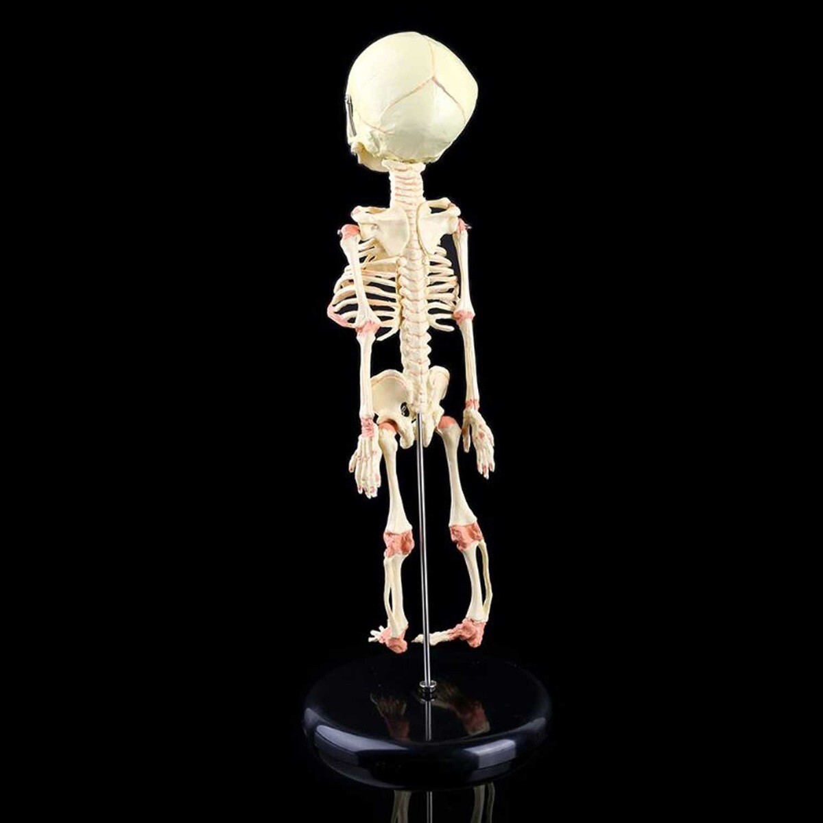 Creepy FETAL HUMAN BABY SKELETON REPLICA w/STAND-Jaw Opens-Halloween Horror Prop