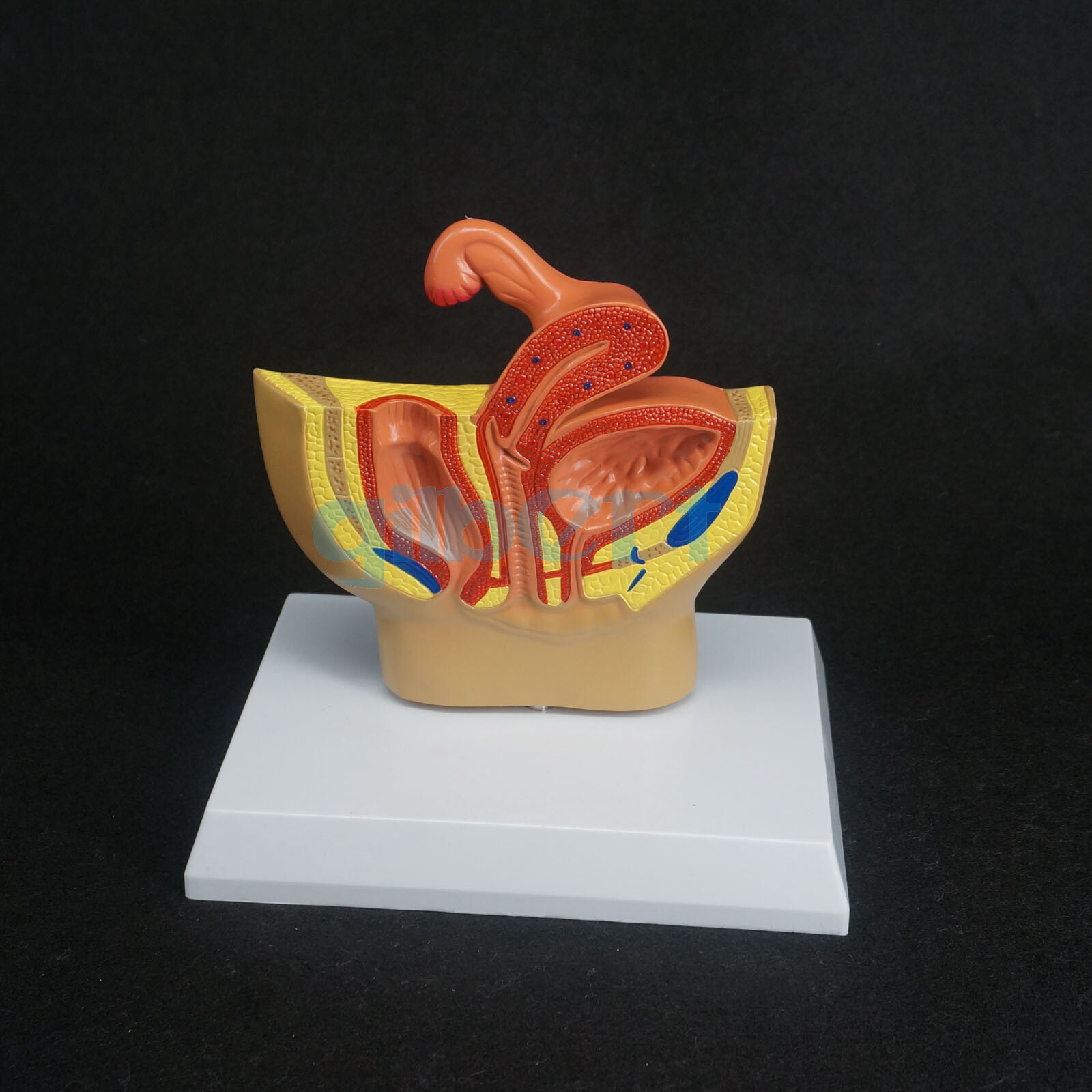 Female Pelvic Gynecological Model Urinary System for Medical Science Teaching
