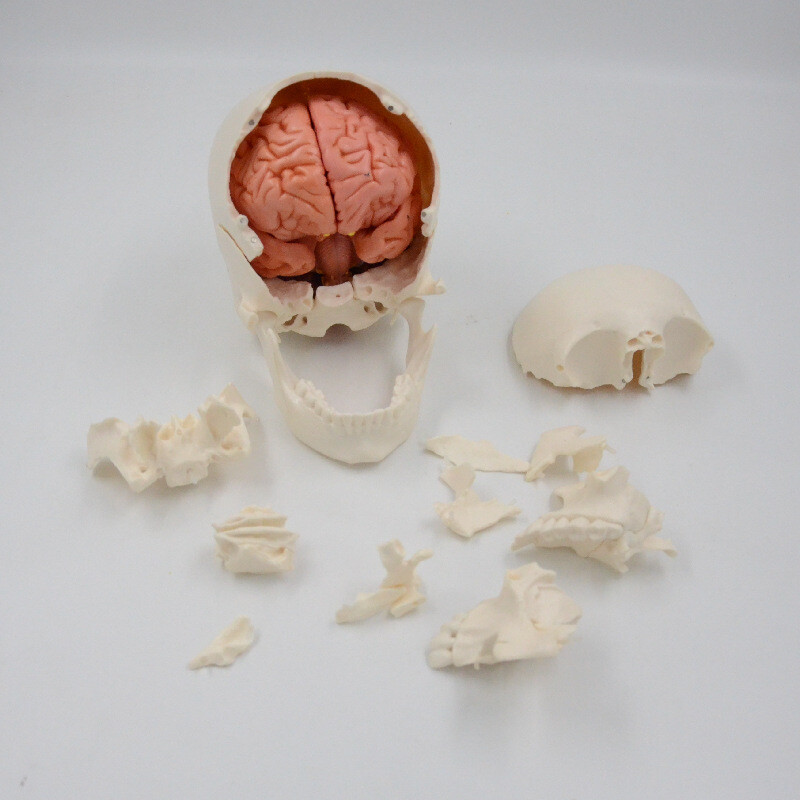 1:1 Medical Science Didactic 22 Parts Adult Humans Skull Model+8 Part Soft Brain