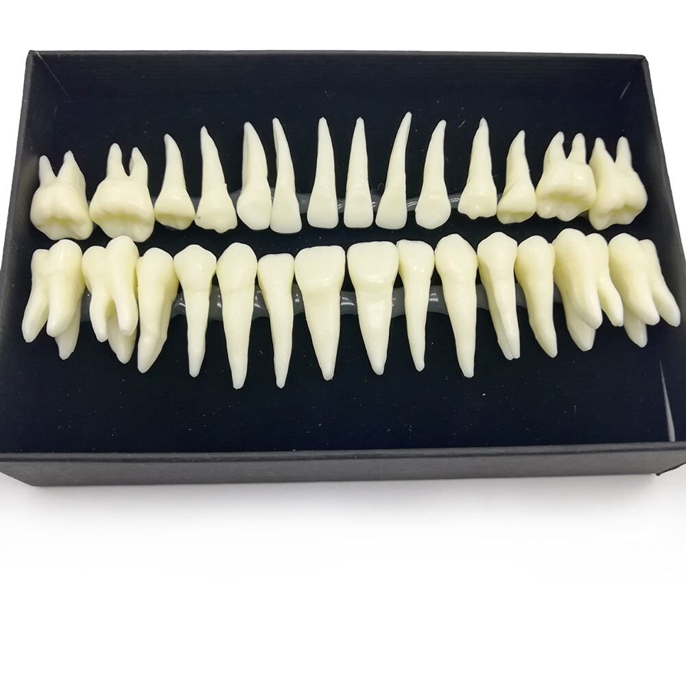 28PCS 1:1 Oral Permanent Teeth Demonstration Dental Resin Tooth Study Model Lab
