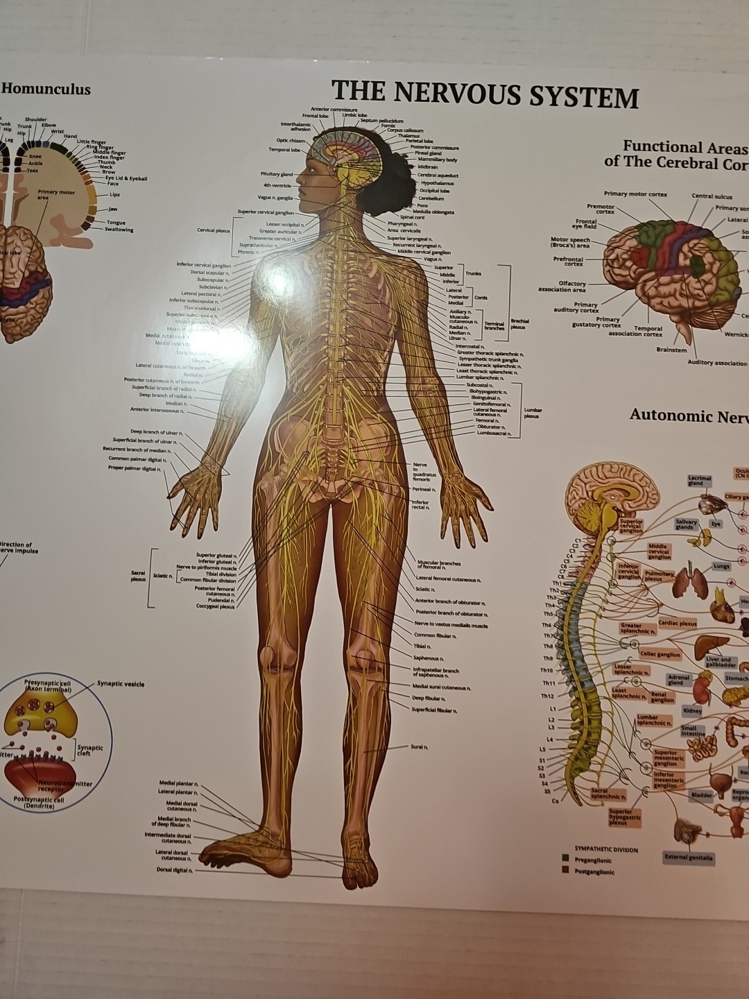 The Nervous System – 2 Sided Medical Poster 29.5″ x 17.5″ In. The Art Of Science