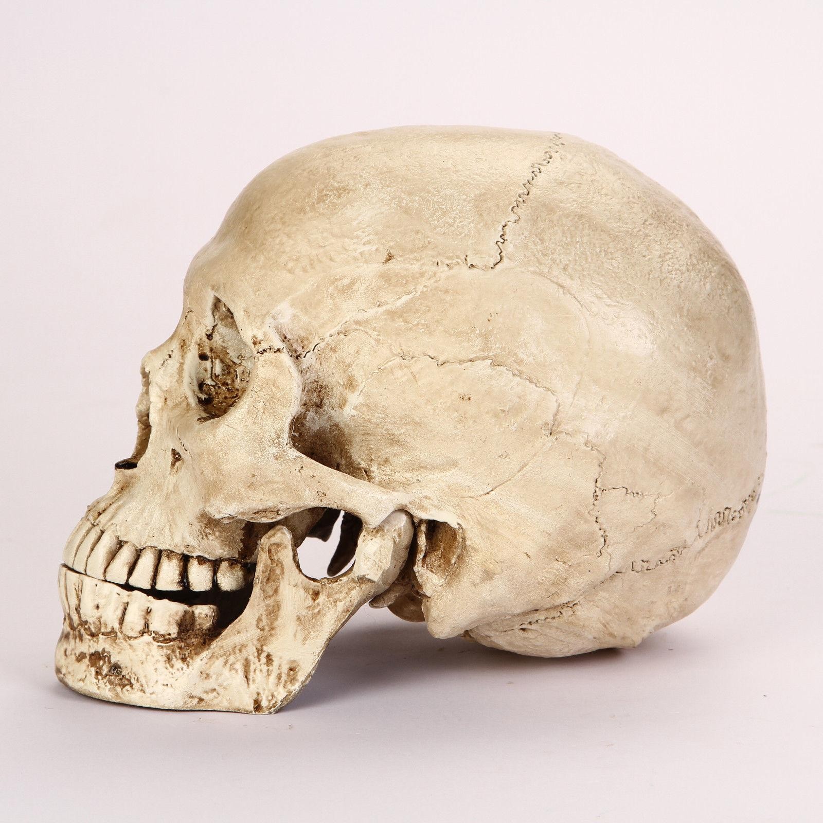 1:1 Resin Replica Life Human Anatomy Skull Collectable Bar Decoration Teaching
