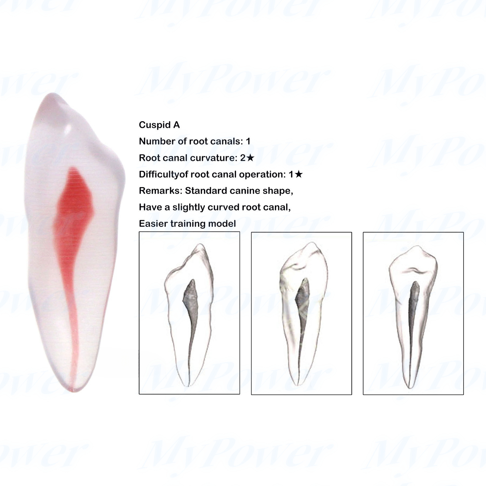 Dental Training 3D RCT Endo Tooth Model Practice Model Curved Root Resin Teeth