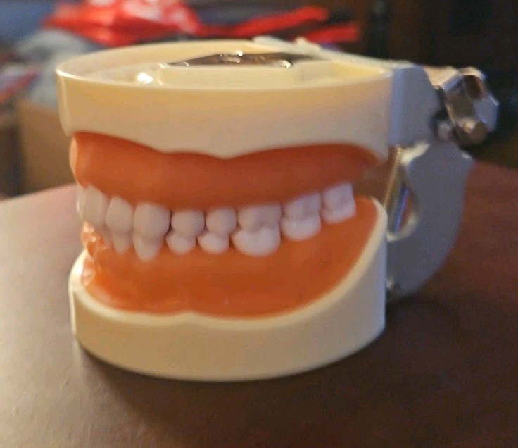 Dental Typodont Teeth Model Practice with Removable Teeth Unbranded