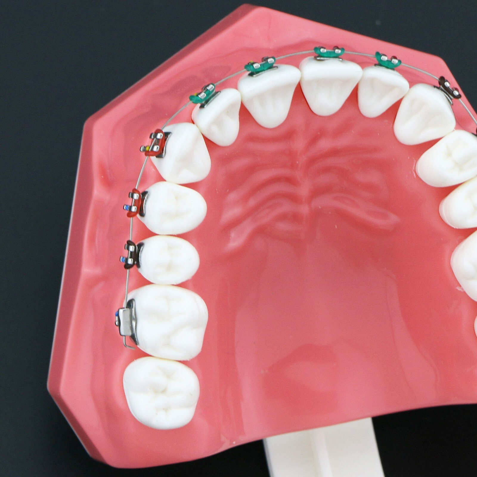 US Dental Typodont Orthodontic Teeth Model with Brackets For Brushing Practice
