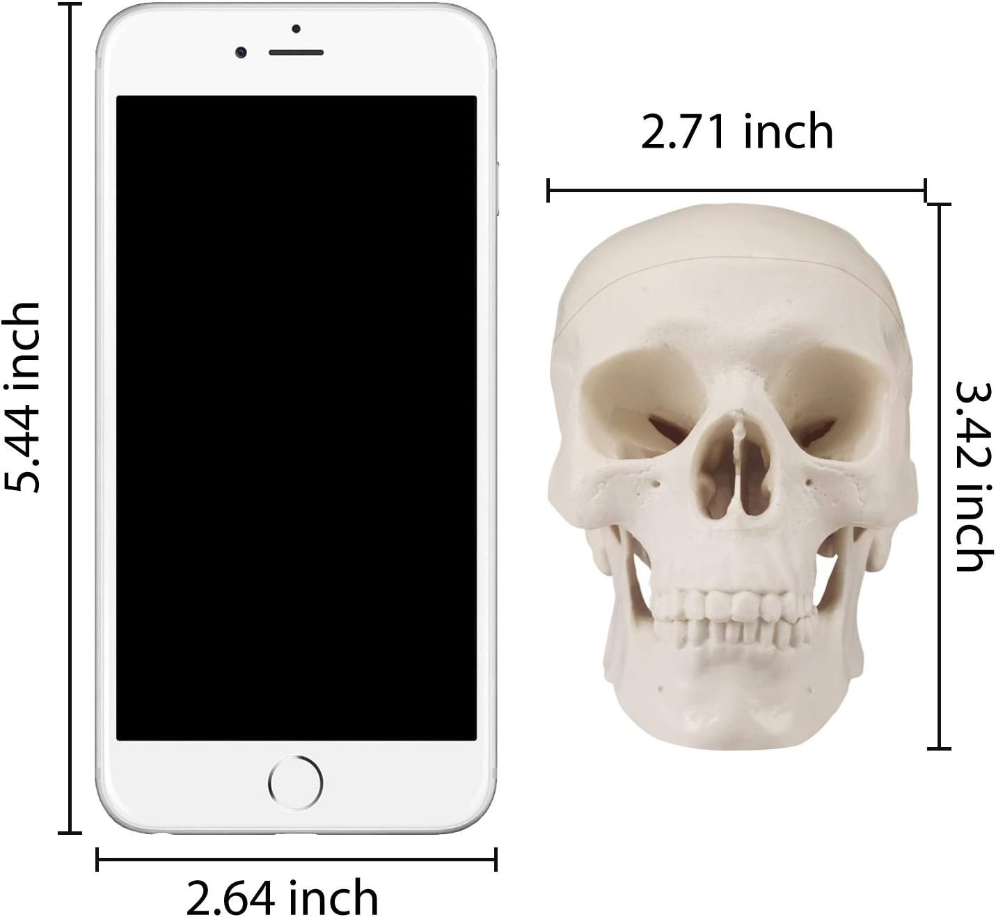 Realistic Mini Human Skull Model with Moving Jaw – Perfect for Education & Decor