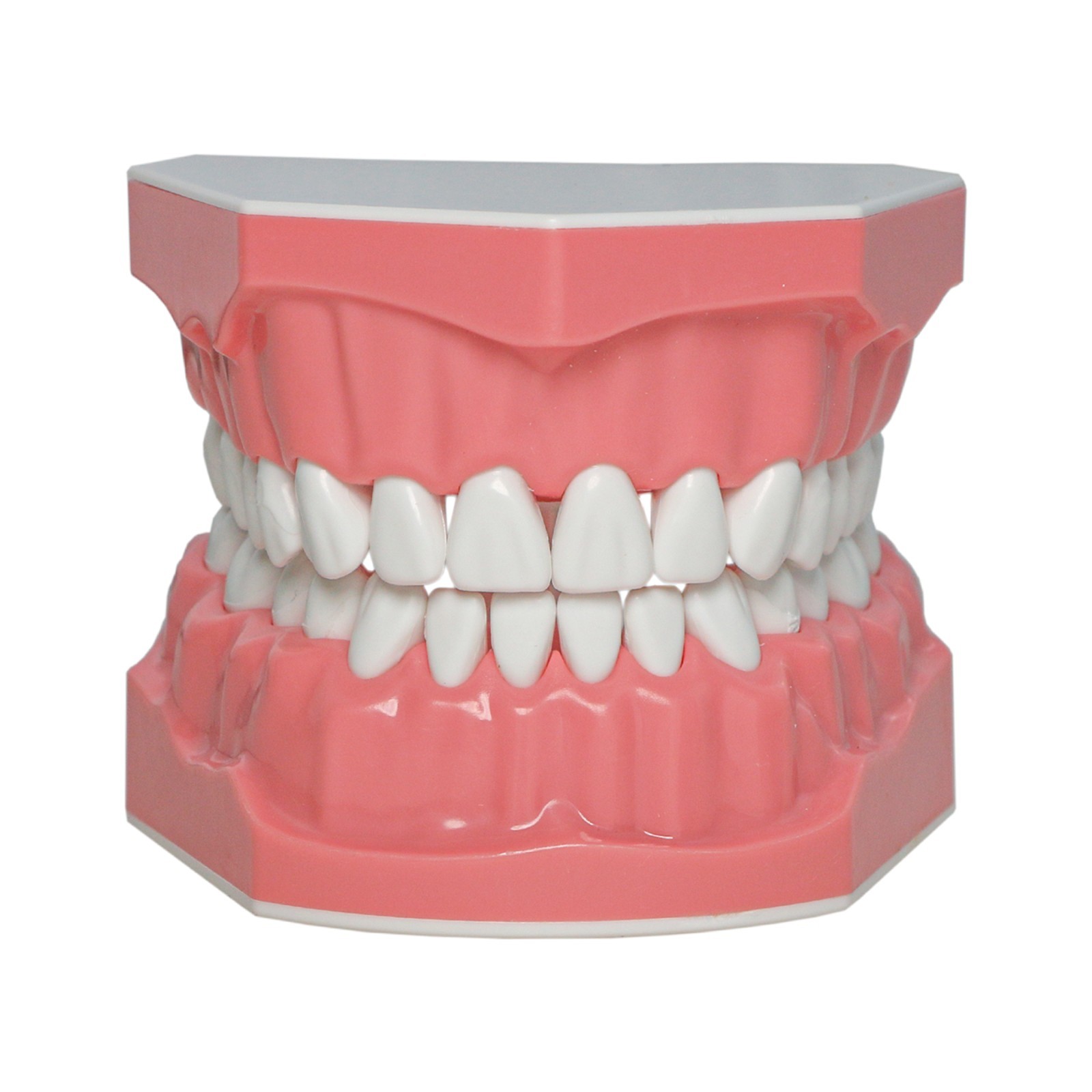 Dental Teeth Model Orthodontic Metal Bracket Tube Teach Typodont Demonstration