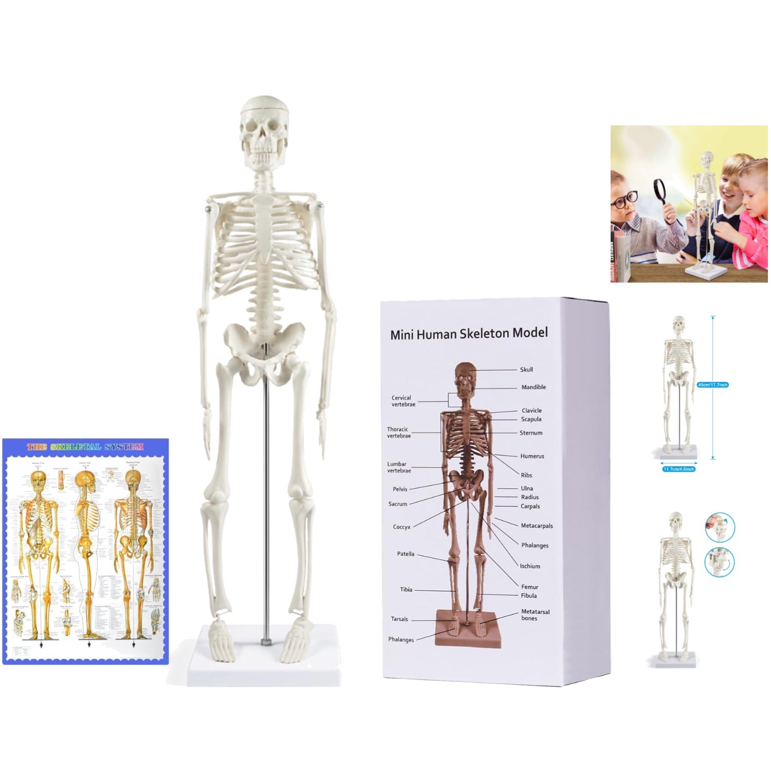 Realistic 17” Anatomy Skeleton Model with Flexible Arms & Legs – Educational Aid
