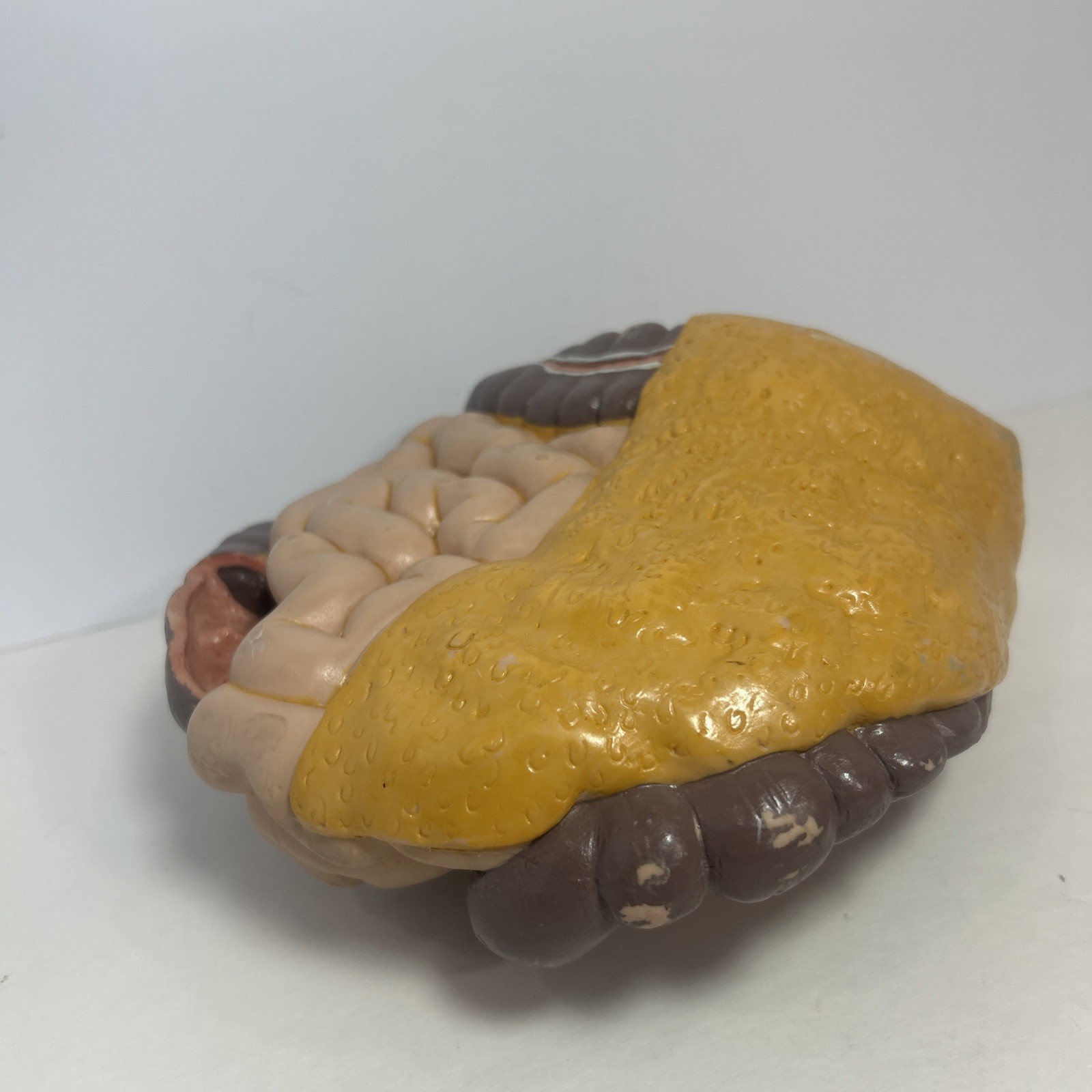 3B Scientific Spare Large And Small intestines Colon Anatomical Model For Torso