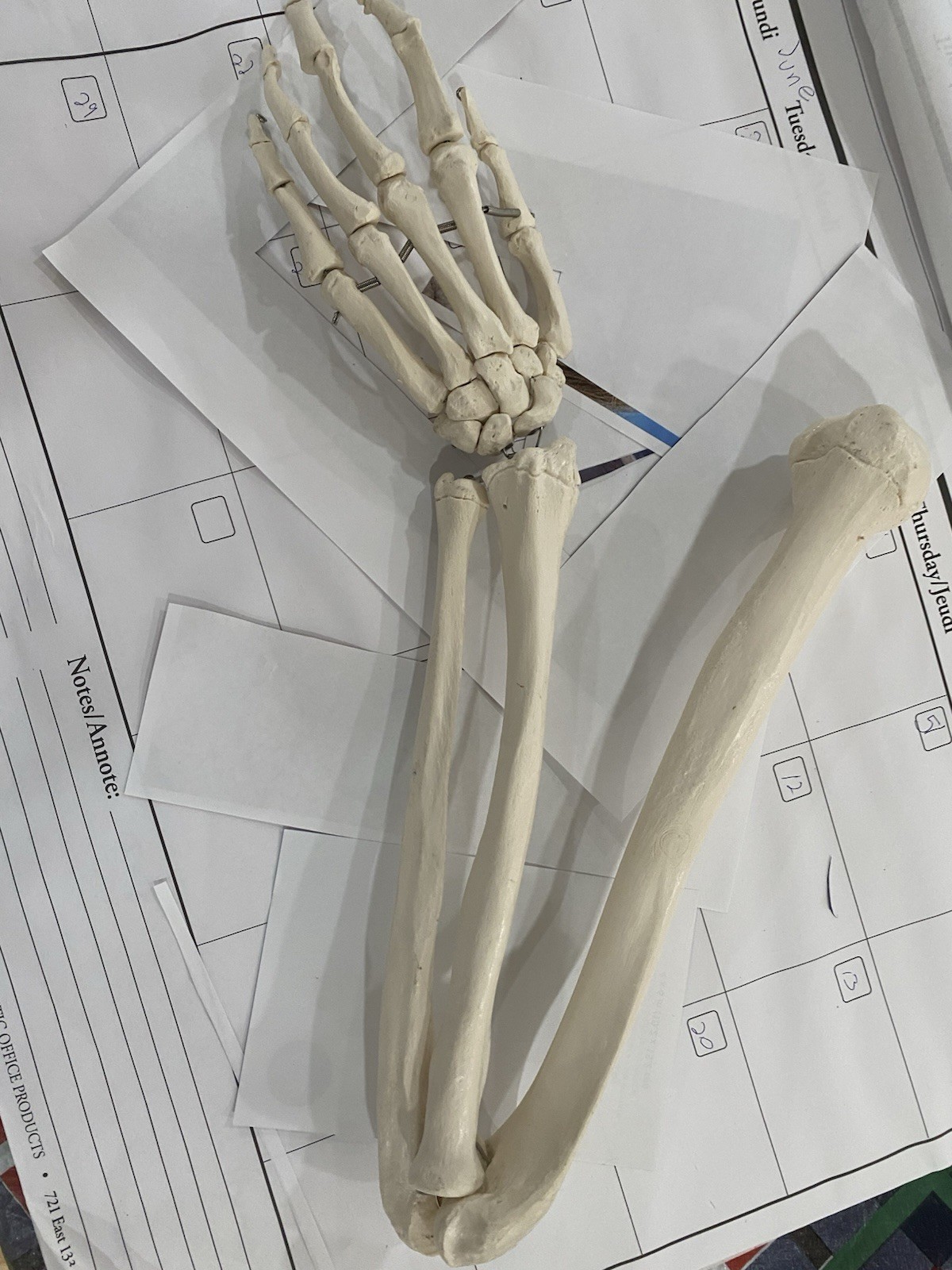 Human Arm Anatomical Skeleton Model with Elbow, and Hand Bones, Ulna, Radius