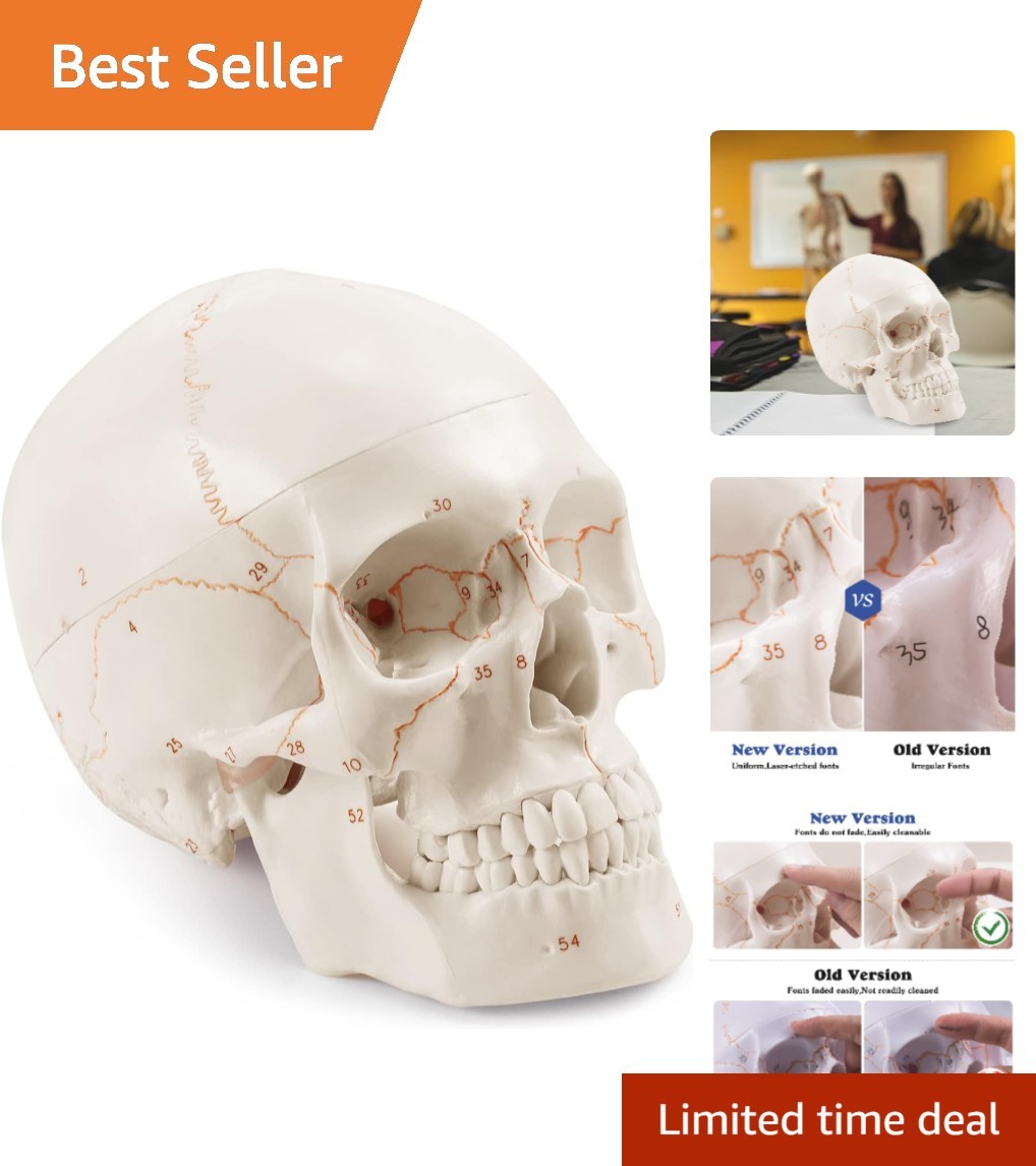 Fully Framed White Skull Anatomy Model – Ideal for Medical Learning Environments