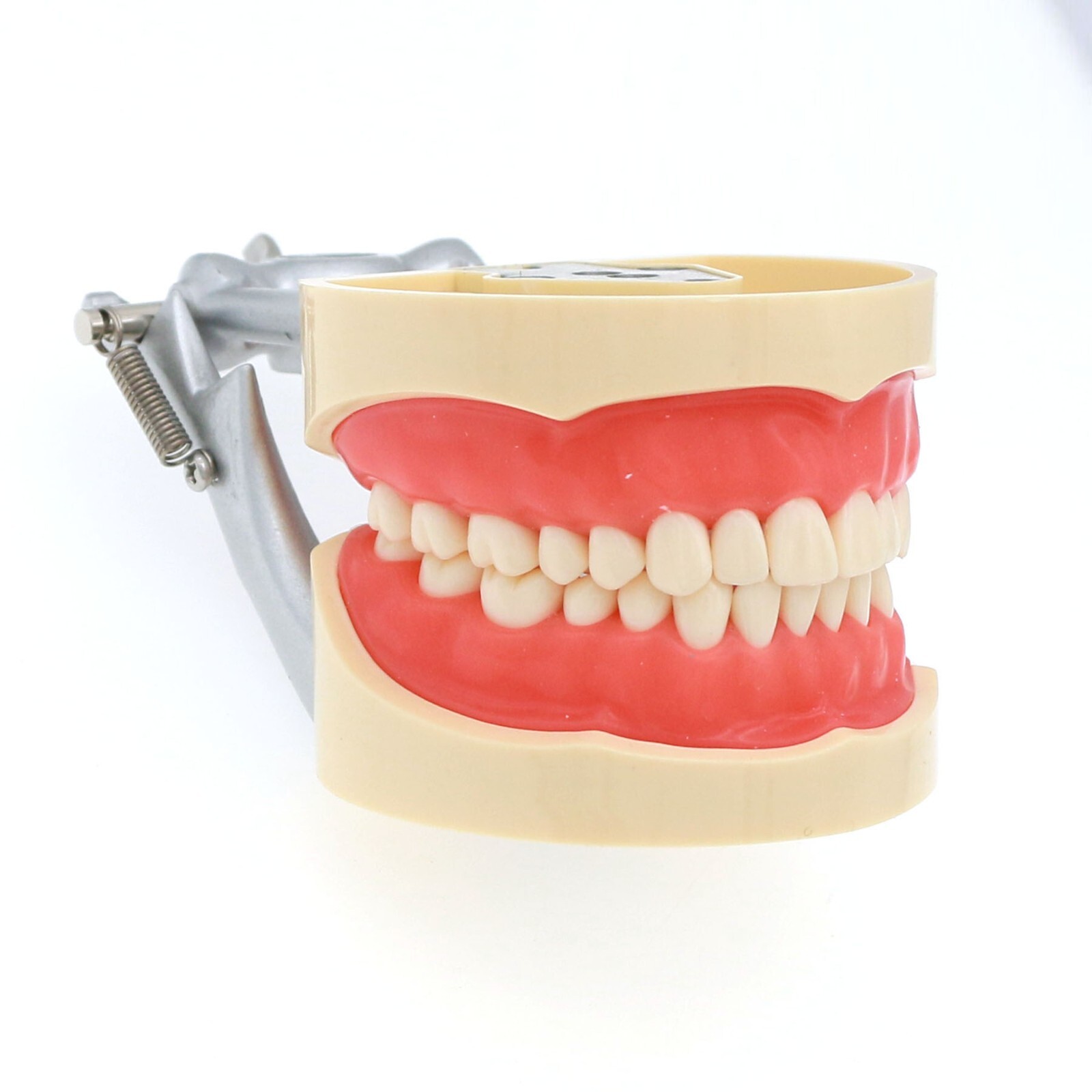 Kilgore Nissin 200 Type Dental 32pc Typodont Model Removable Teeth Mounting Pole