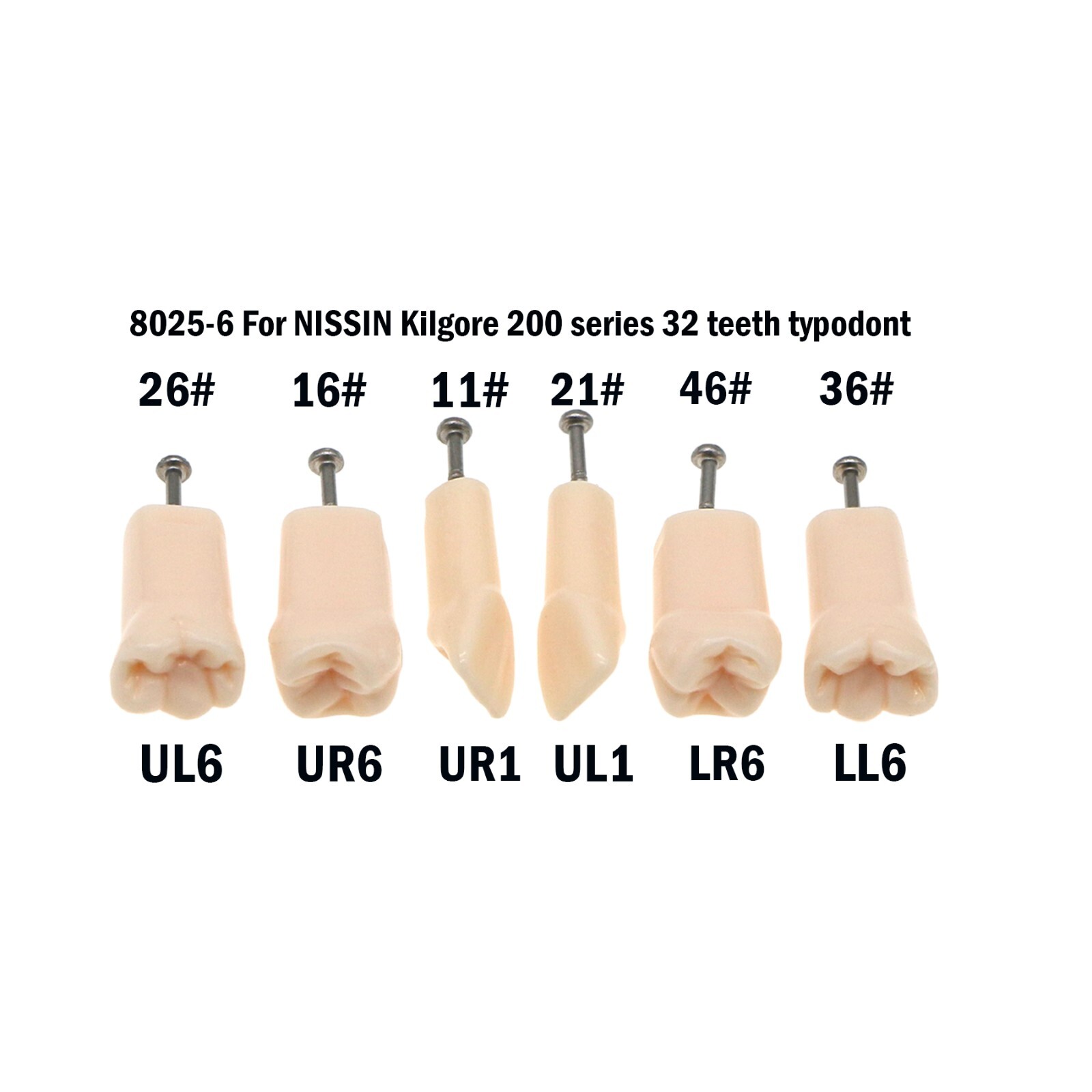 Fit Kilgore NISSIN 200Type Model Dental Typodont Model With 32Pcs Screw-in Teeth