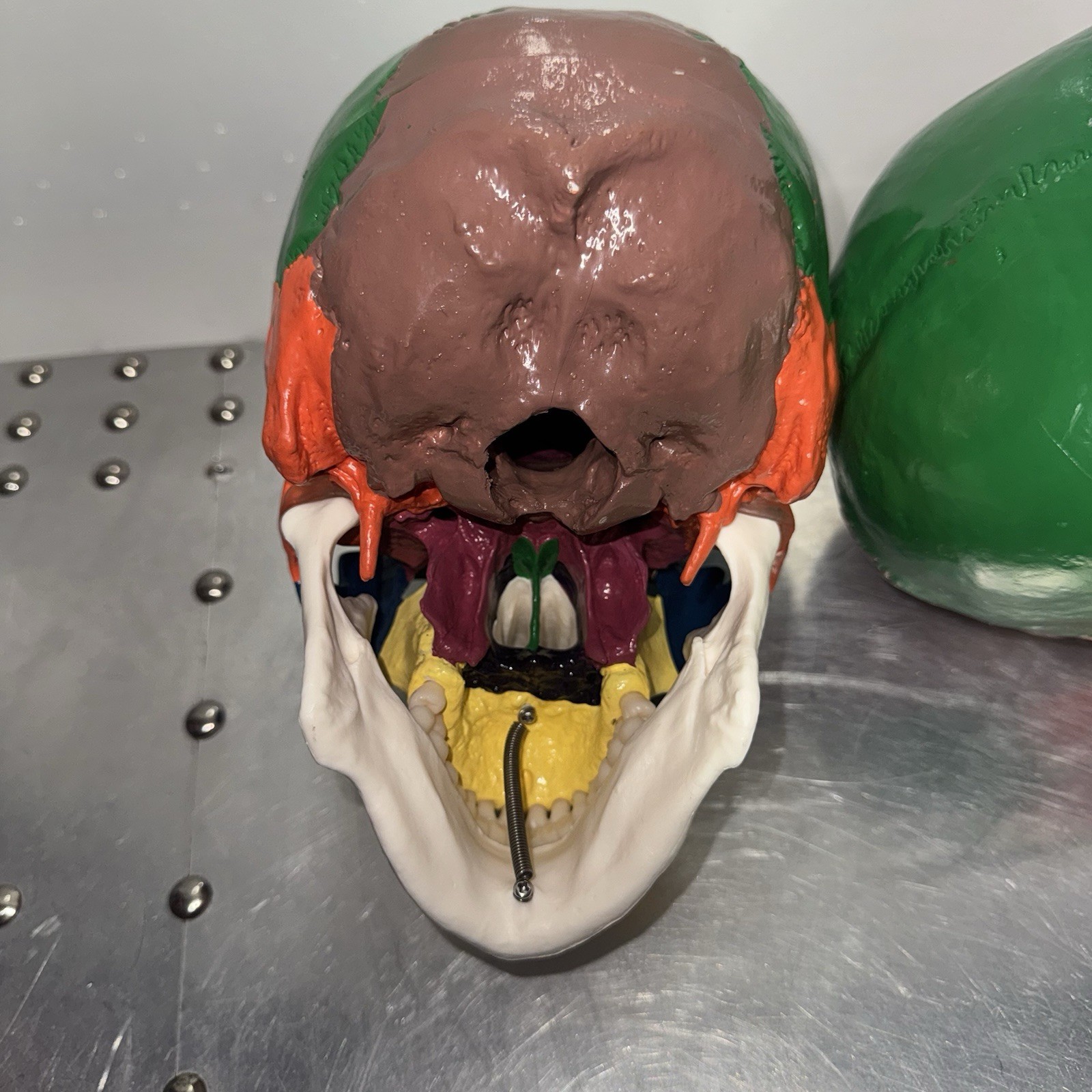Human Skull Anatomical Model Scientific Classroom Model Lot Of 2