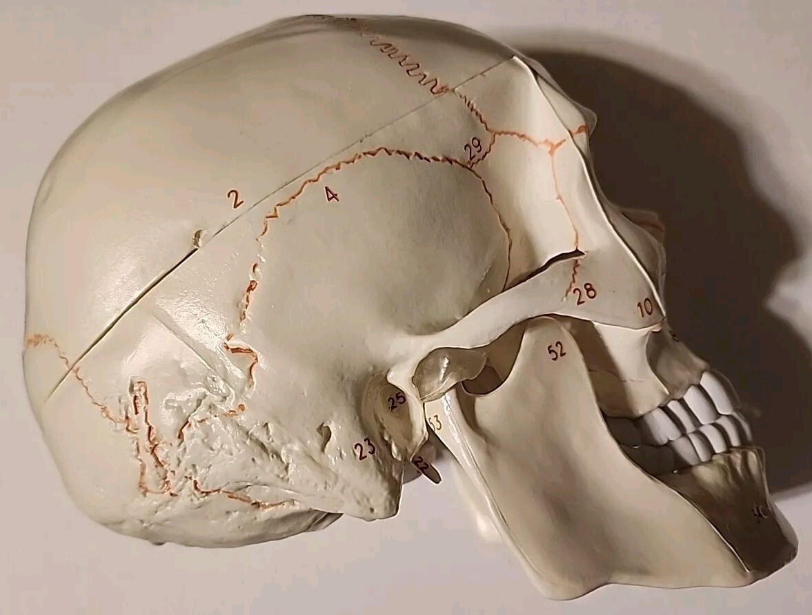 *LIFE SIZE HUMAN MODEL SKULL*MEDICAL TEACHING SKELETON HEAD*HALLOWEEN PROP*