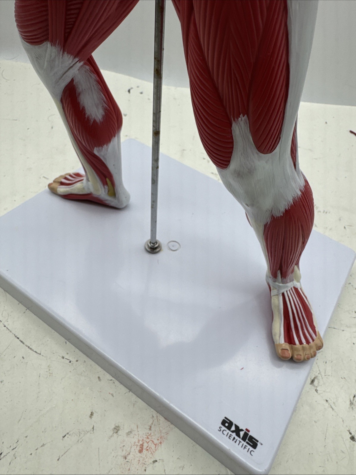 Wellden Muscular System Model, 20” Human Muscles Anatomy Axis Scientific (104)