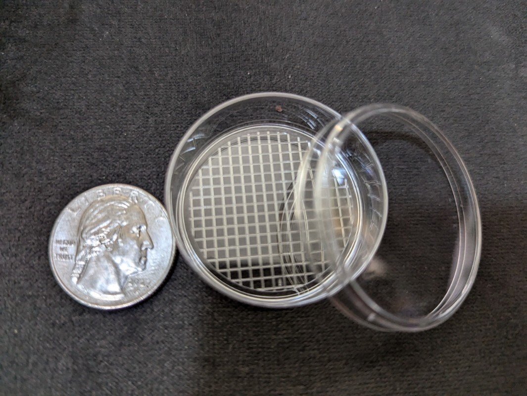20 pack – Cute little plastic petri dishes with grids, miniature