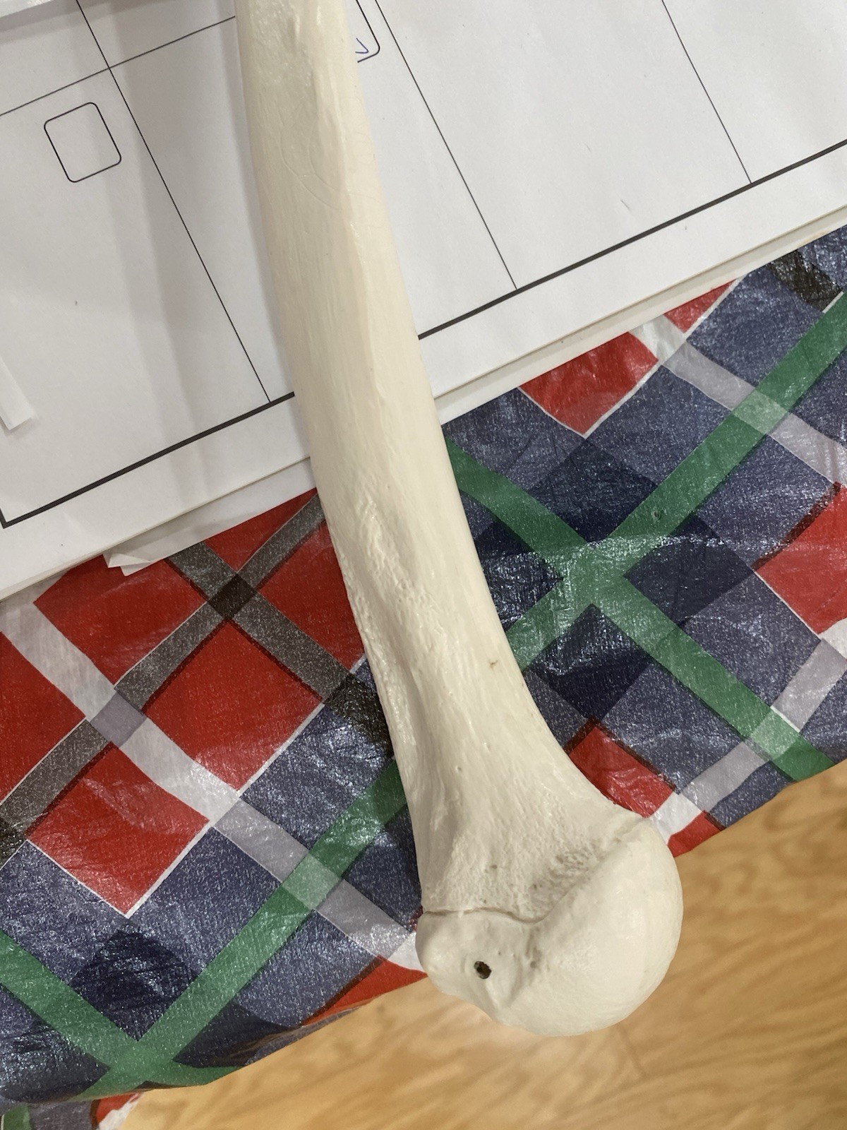 Human Arm Anatomical Skeleton Model with Elbow, and Hand Bones, Ulna, Radius