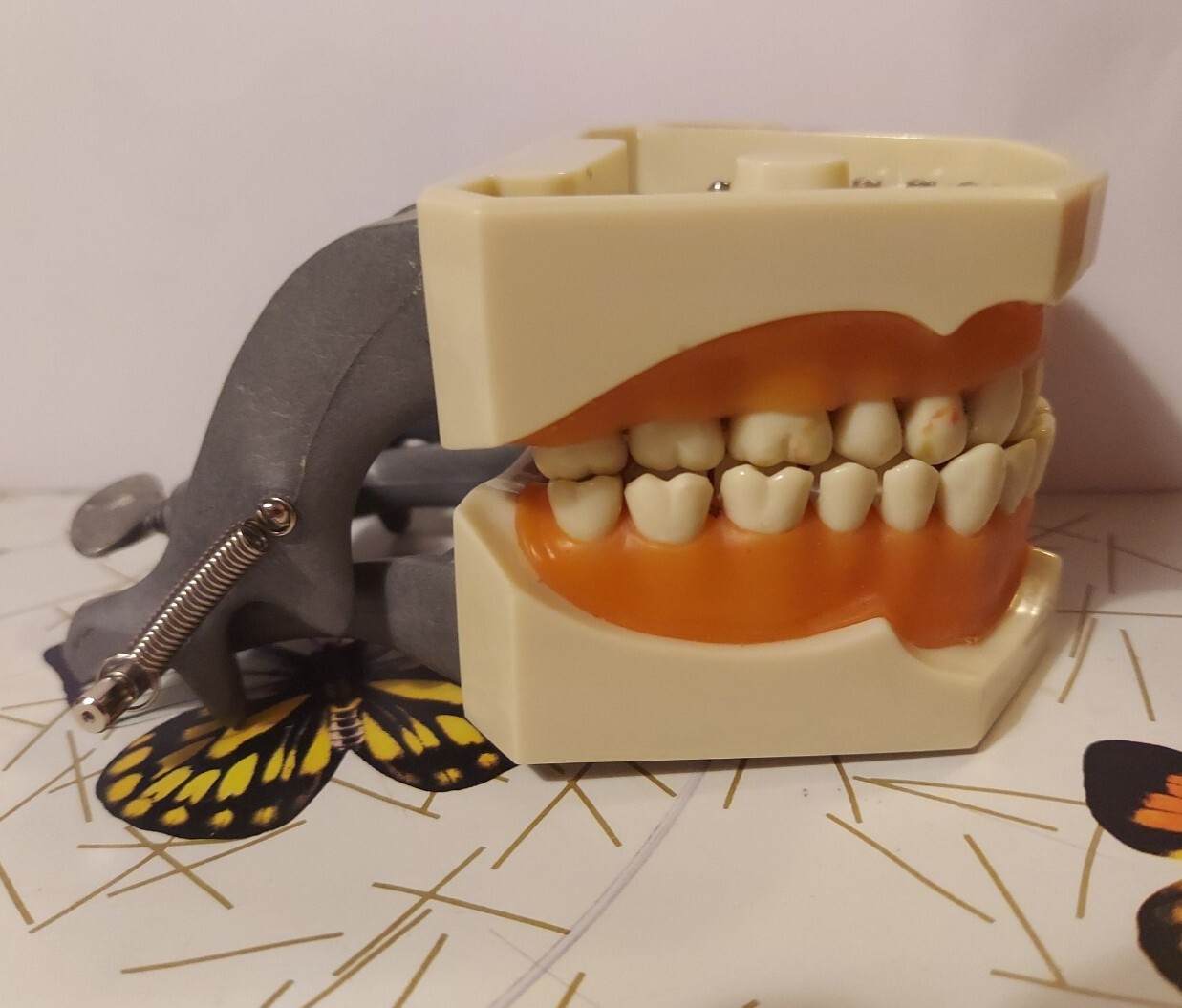 Halloween ? Dental Typodont Model with Removable Teeth R861/R862 (READ)