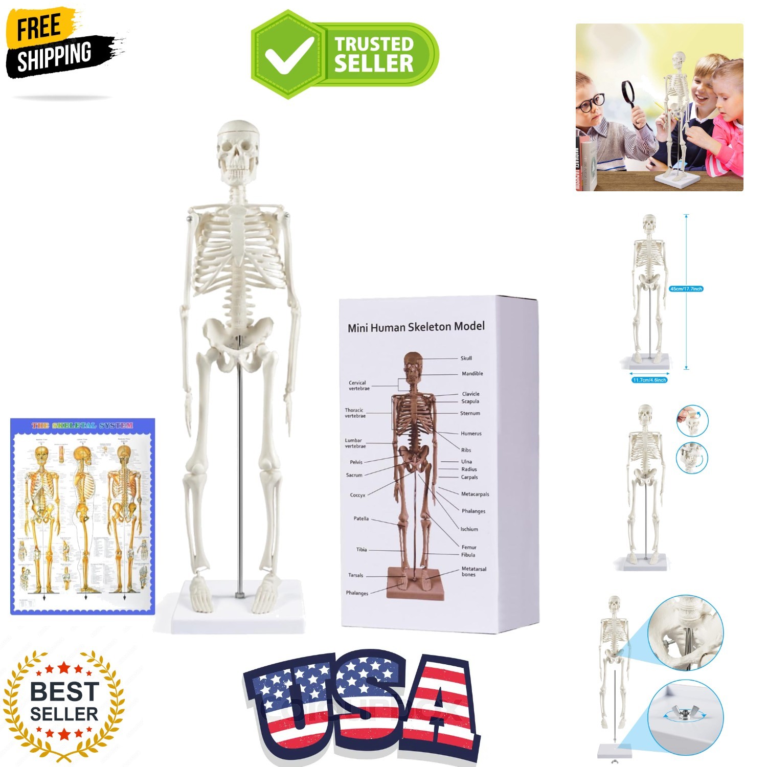 Human Skeleton Model for Anatomy: 17” Human Skeleton Model with Movable Arms …