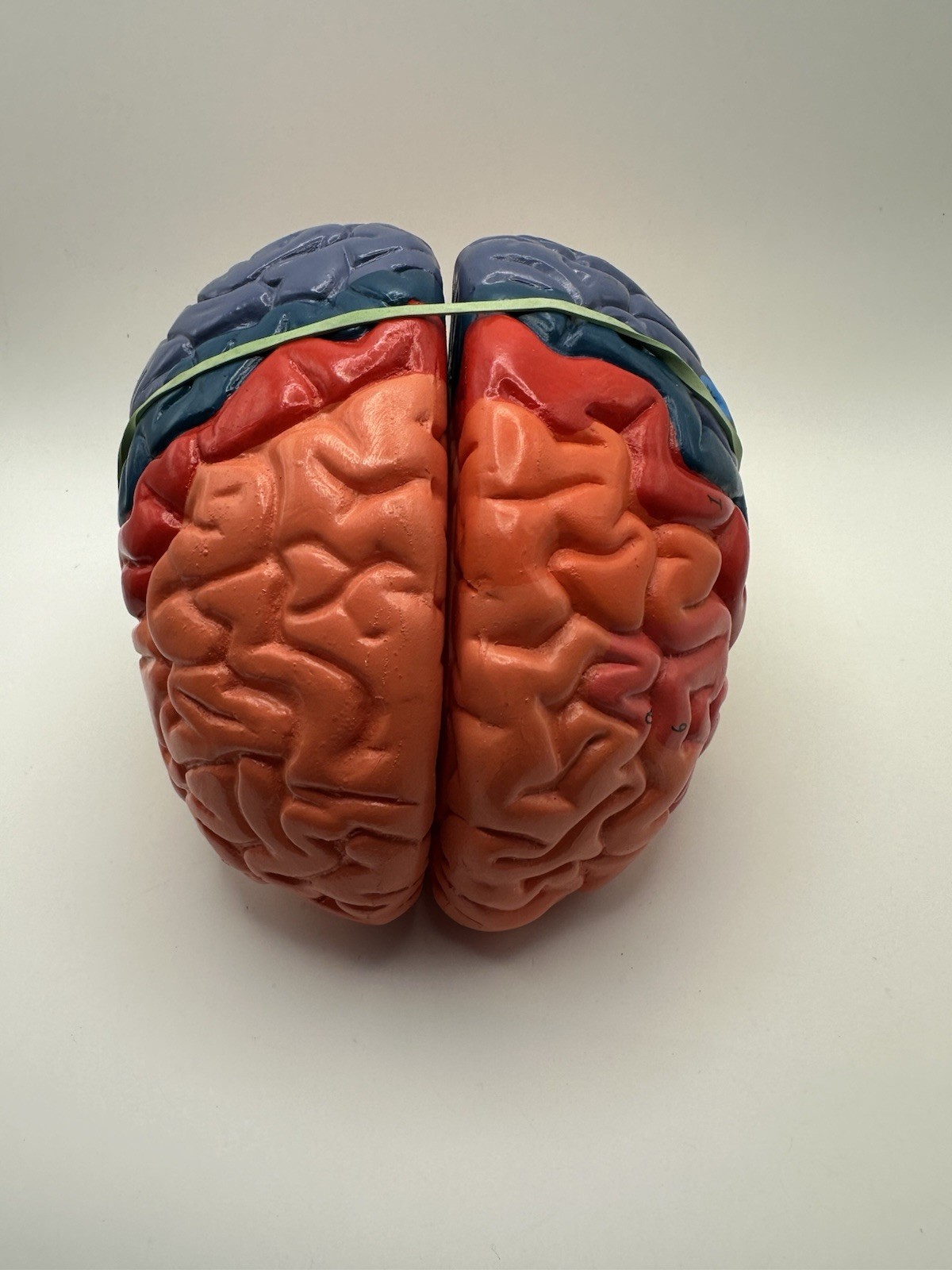 Human Brain Model Anatomy Teaching Brain Model 3 Part No Stand