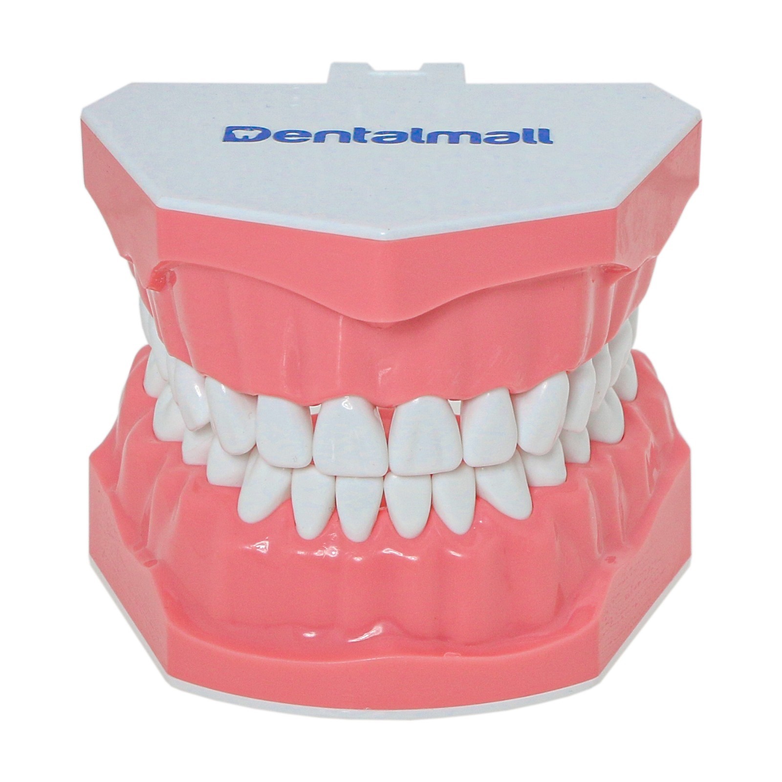 US Dental Typodont 1:1 Teeth Model with/without Orthodontic Brackets Brushing
