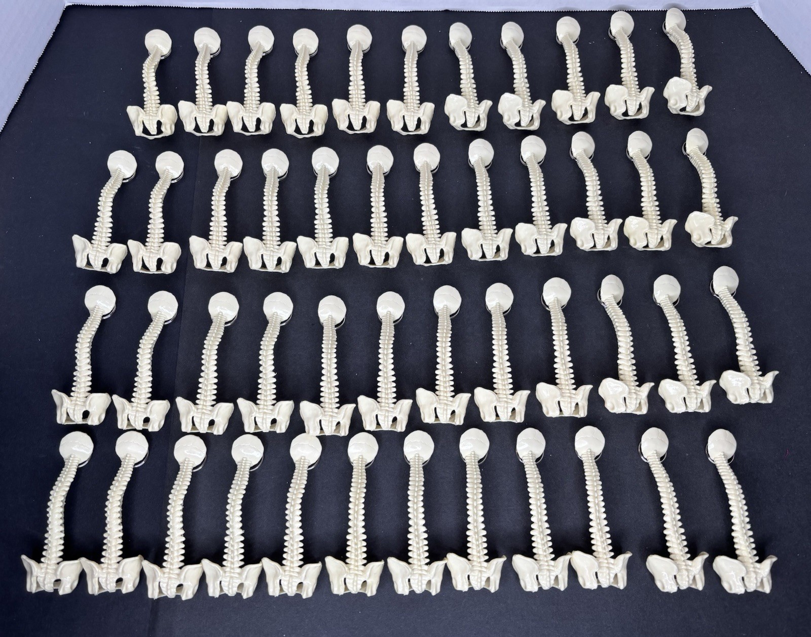 Lot 47 Human Spinal Column Key Rings Plastic Spine Pelvis Chiropractic Halloween