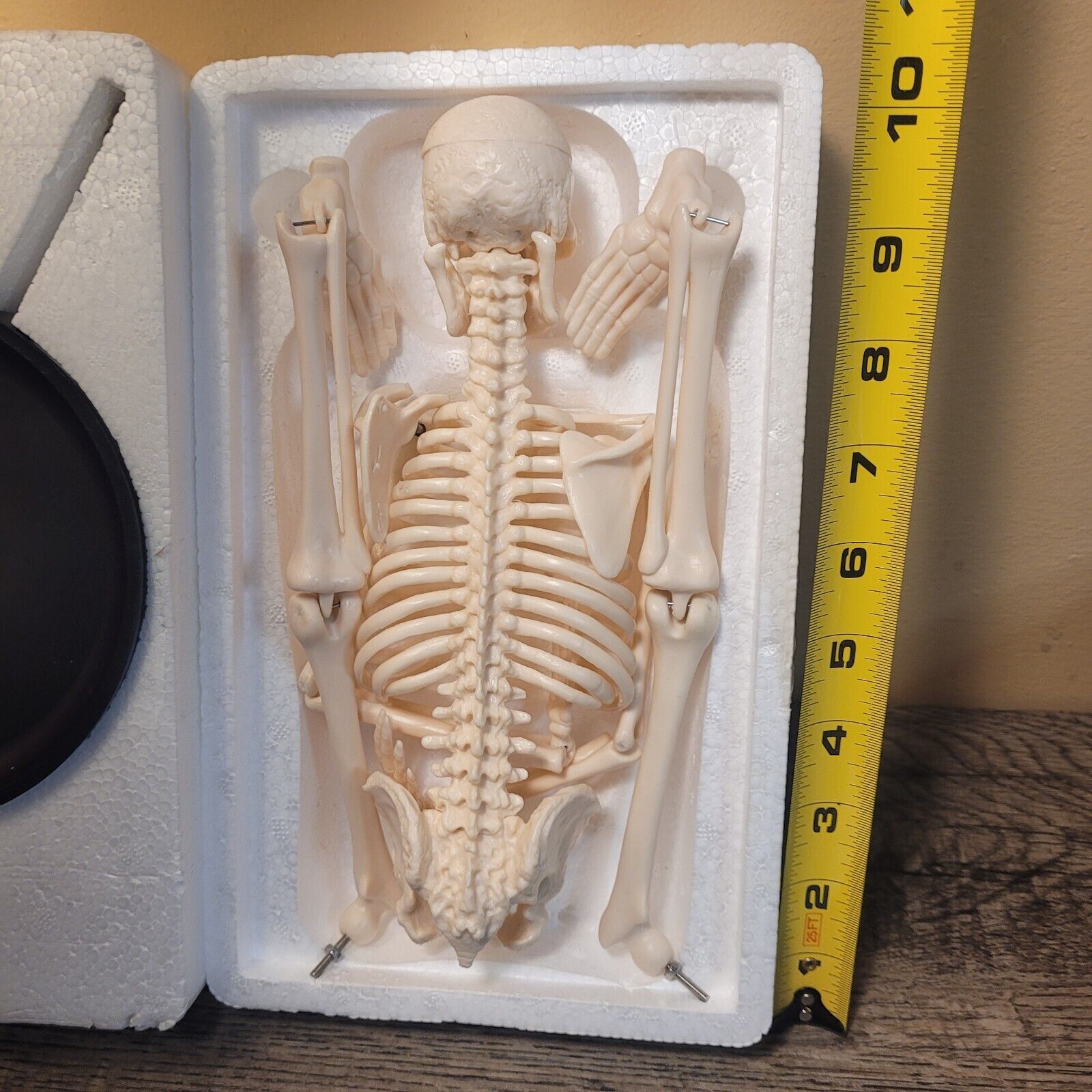 17″Human Skeleton HALLOWEEN Anatomy Model Science Classroom Skeleton Model Tool