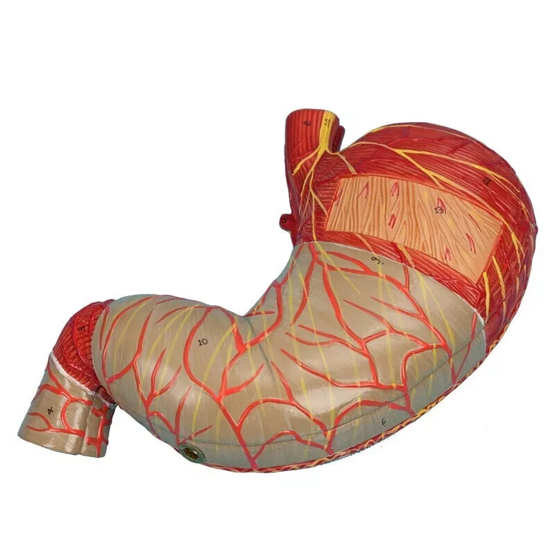 1.5x Size Human Digestive System Model Medical Science Stomach Anatomy