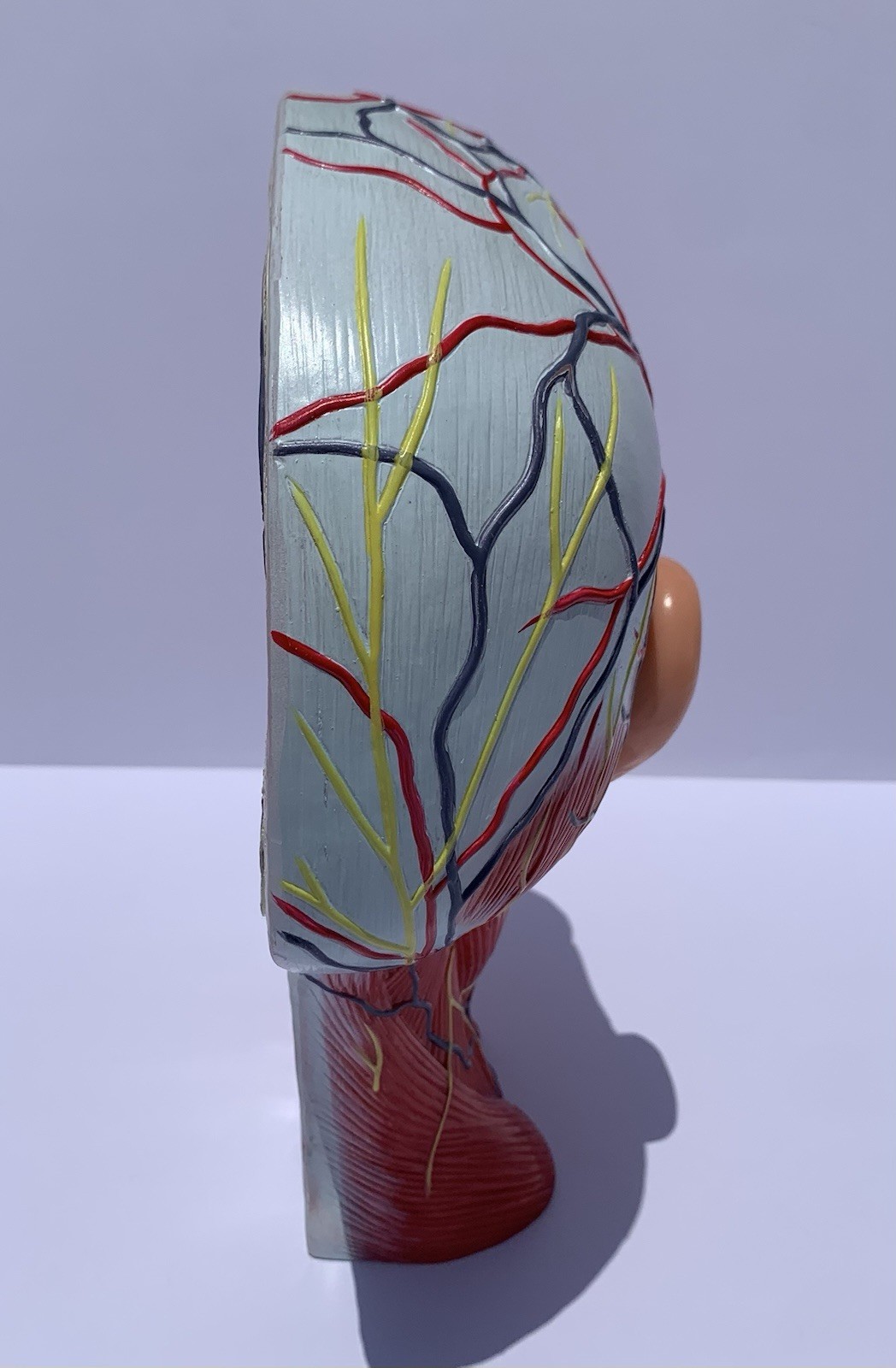 Human Half Head Anatomy Model Life Size Neurovascular Medical Teaching Aid