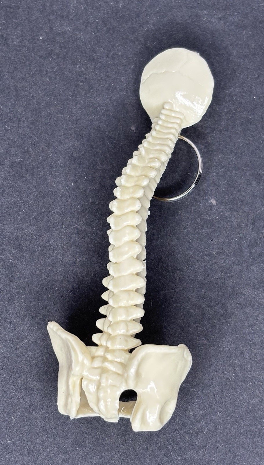 Lot 47 Human Spinal Column Key Rings Plastic Spine Pelvis Chiropractic Halloween
