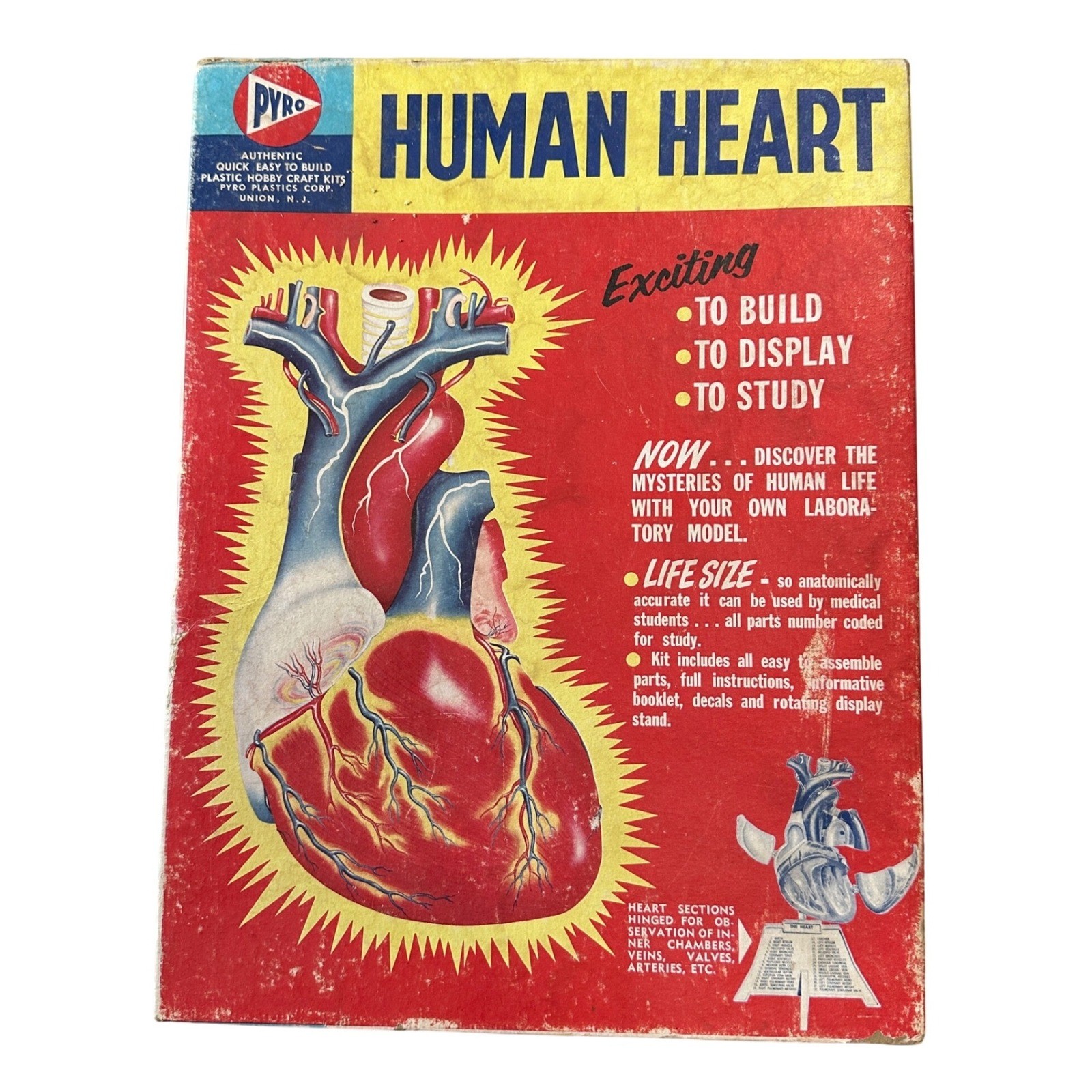 Vintage Pyro Human Heart Life Size Anatomical Model Kit Science Medical Display