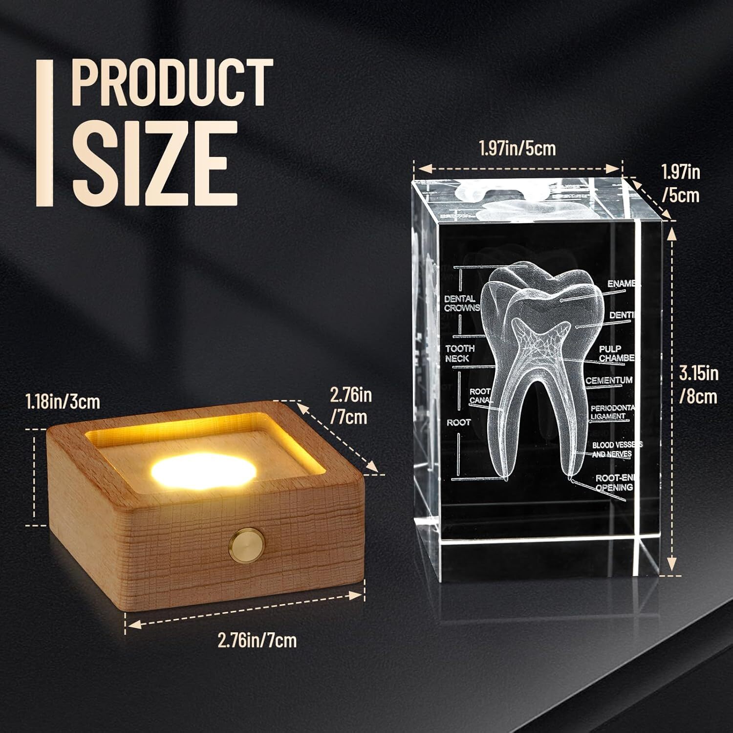 3D Human Crystal Tooth Model for Medical Dental Educational Science Office Decor