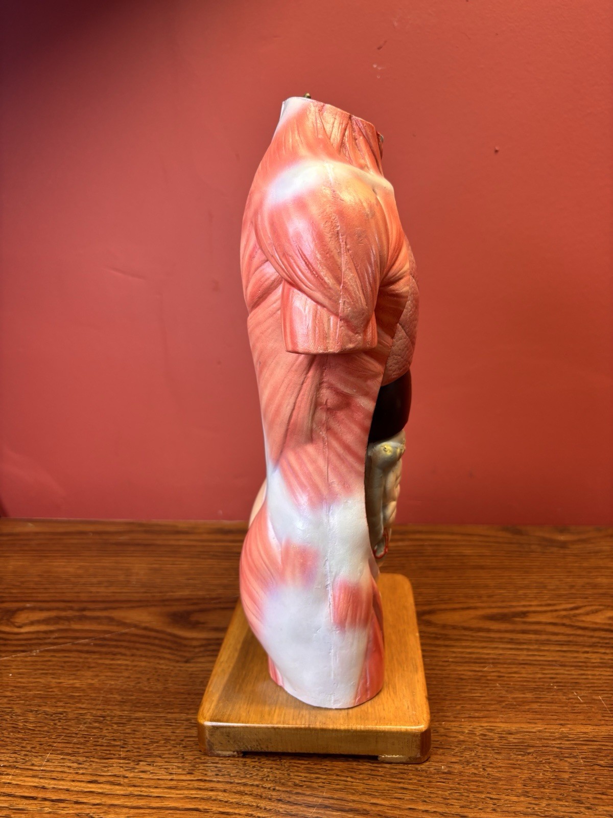 Vintage Human Anatomy Torso Model 13.5” Medical Teaching Display Missing Parts