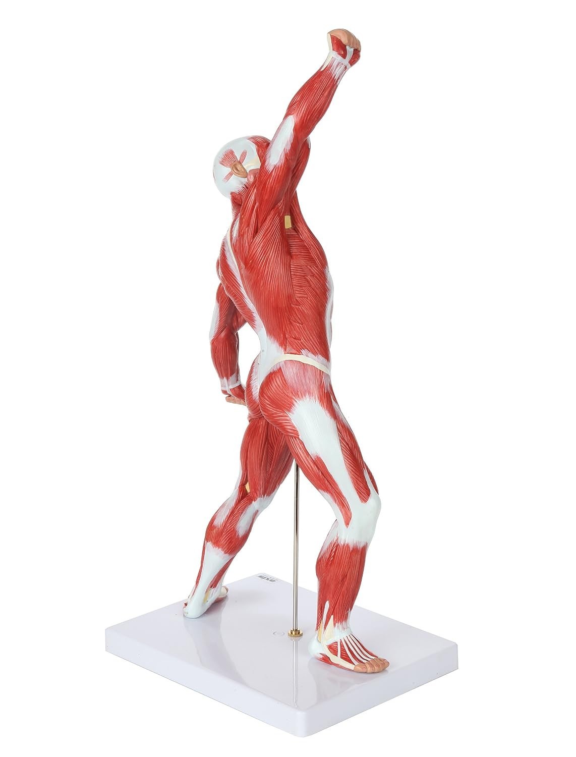 20″ Hand-Painted Miniature Human Muscular Model for Clinic & Classroom Display