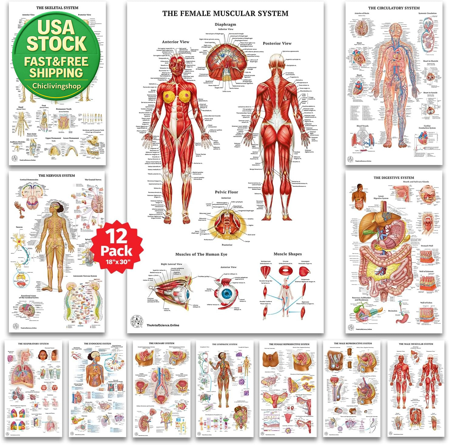 12 Human Anatomy Posters Laminated Medical Biology Health Classroom 18X30