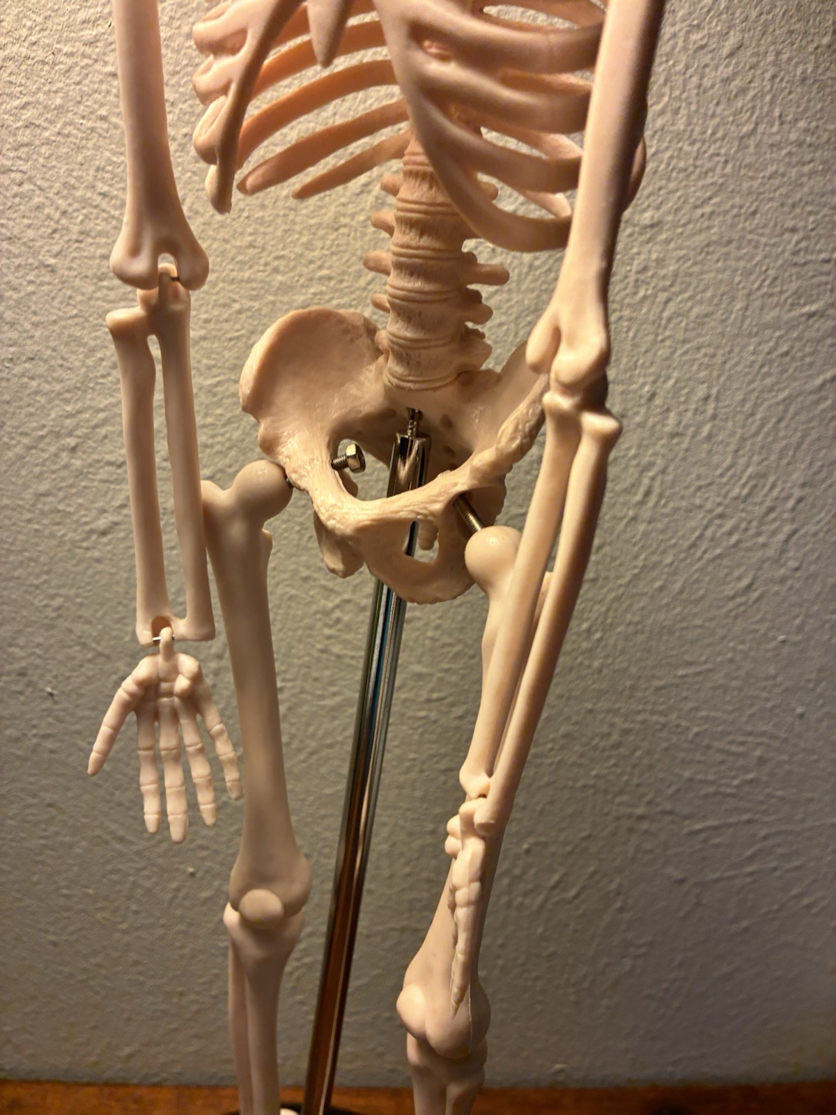 16.5 “ Anatomical Skeleton Model with Movable Arms Ideal for Teaching & Display