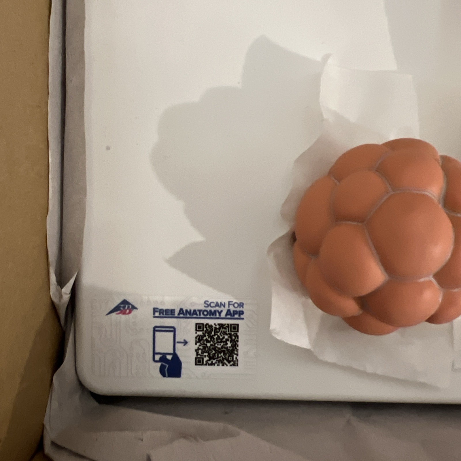 3B Scientific 1001257 Embryonic Development Model in 12 Stages Anatomical Model