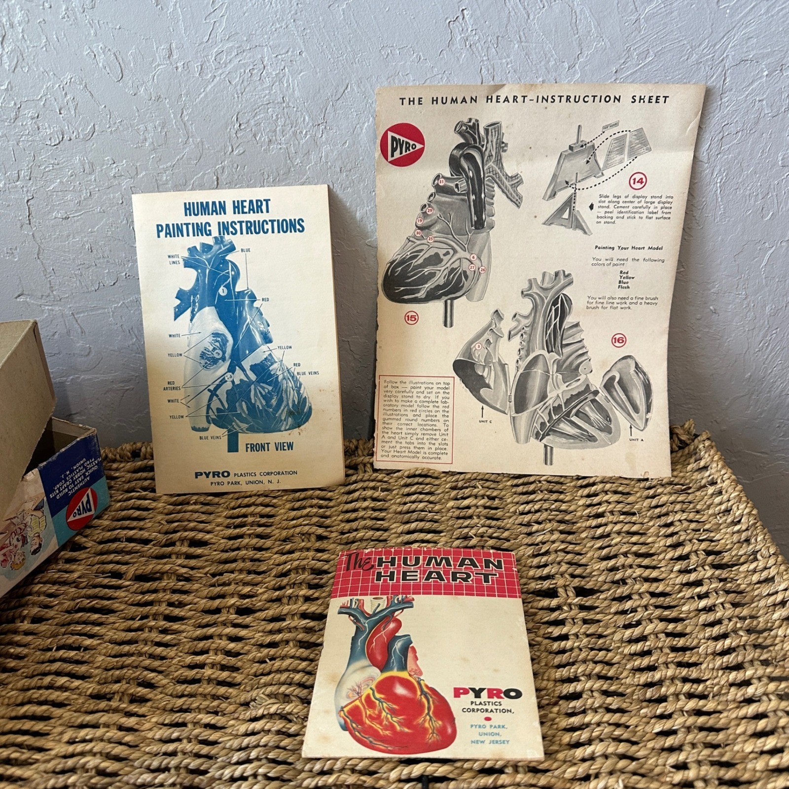 Vintage Pyro Human Heart Life Size Anatomical Model Kit Science Medical Display