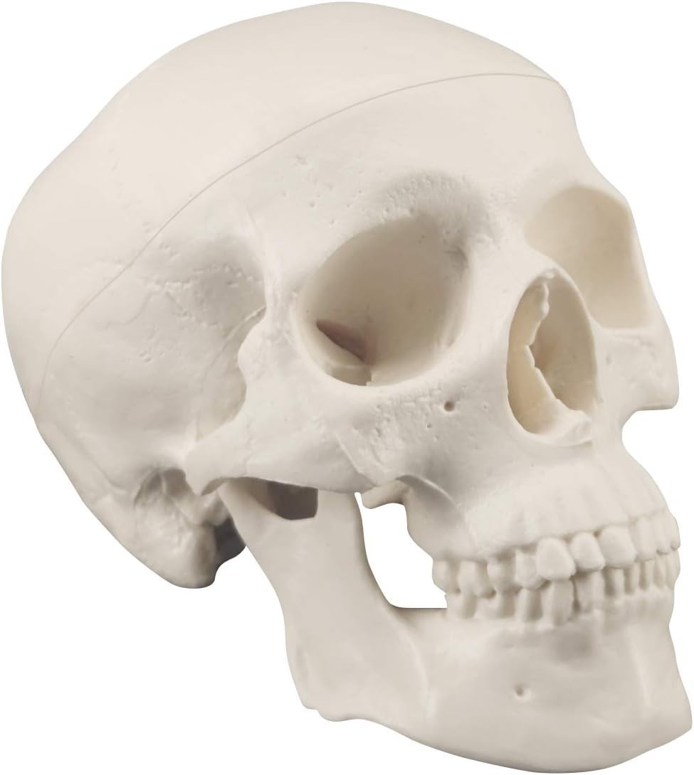 Realistic Mini Human Skull Model with Moving Jaw – Perfect for Education & Decor