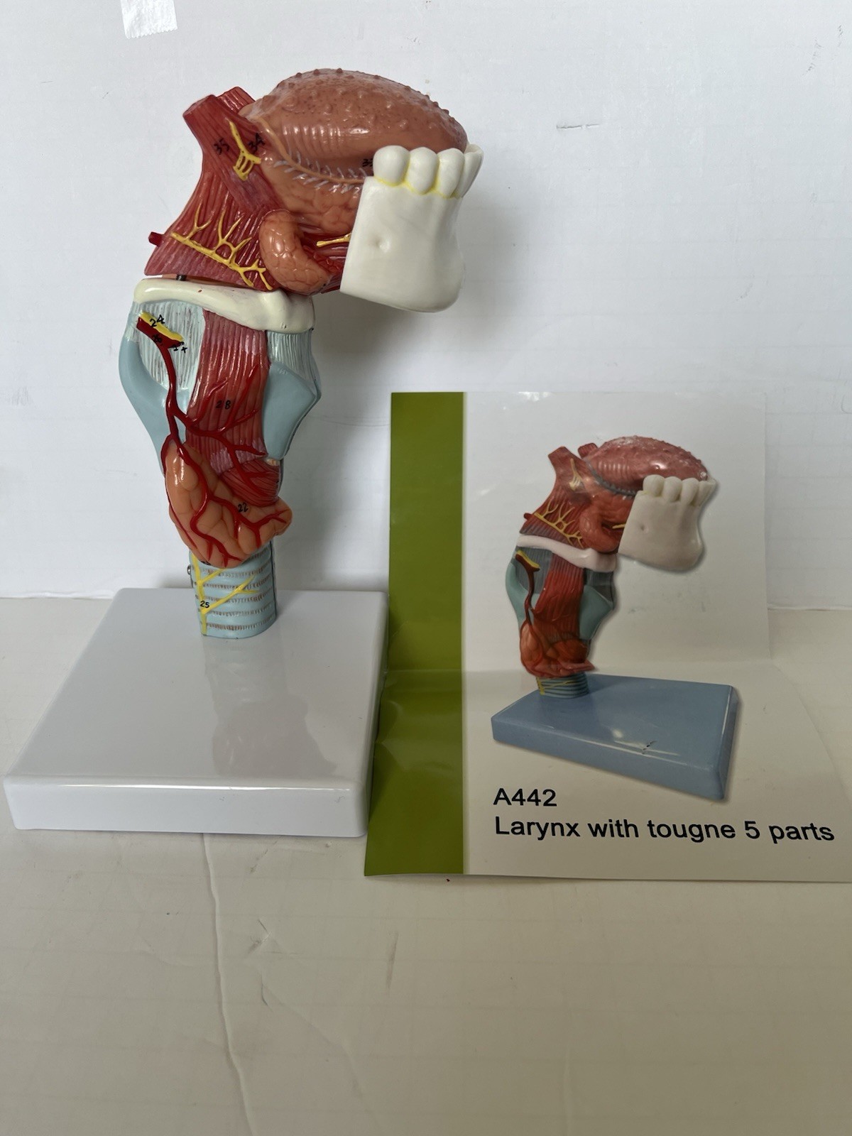 PVC Human Throat Tongue 5 Parts Model Medical Anatomical Models Teaching