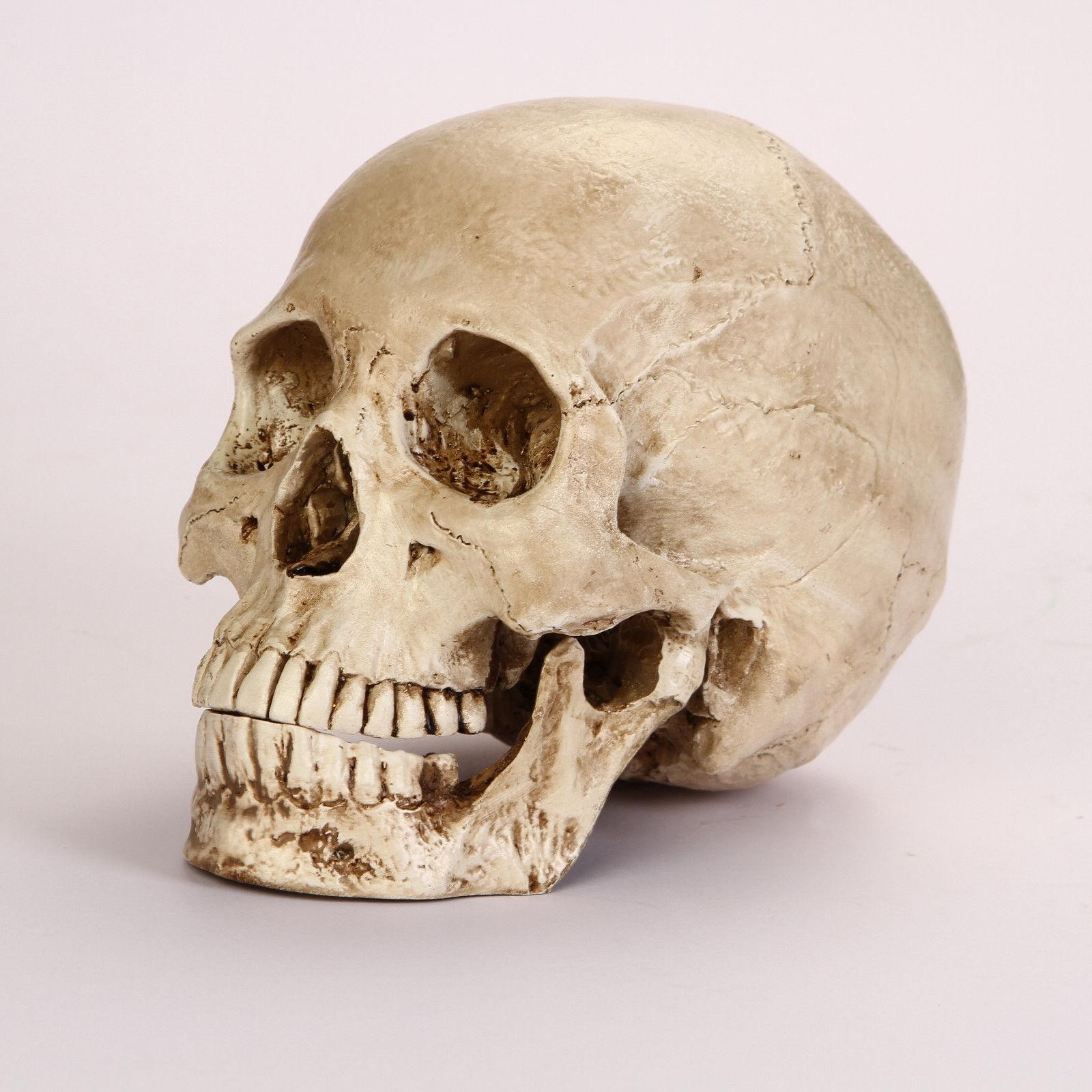 1:1 Resin Replica Life Human Anatomy Skull Collectable Bar Decoration Teaching