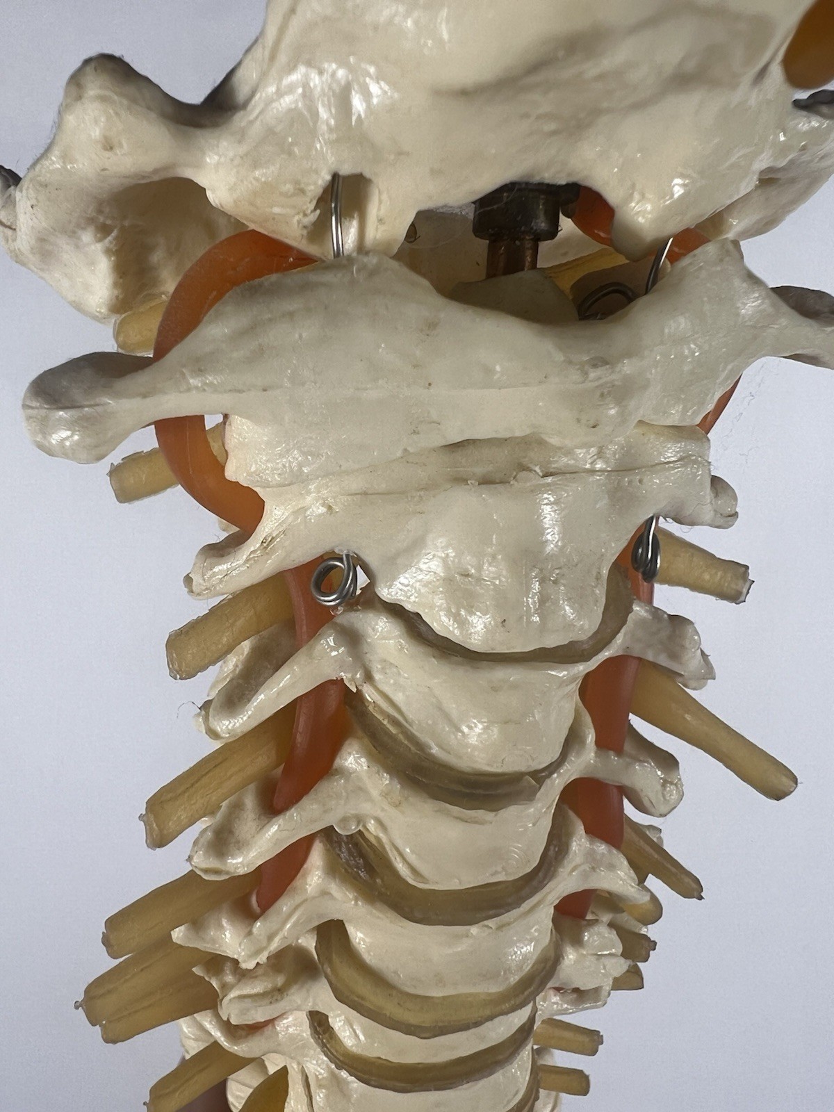 Vtg Anatomical Lifesize Spine Backbone Skeleton Chiropractor Halloween Creepy