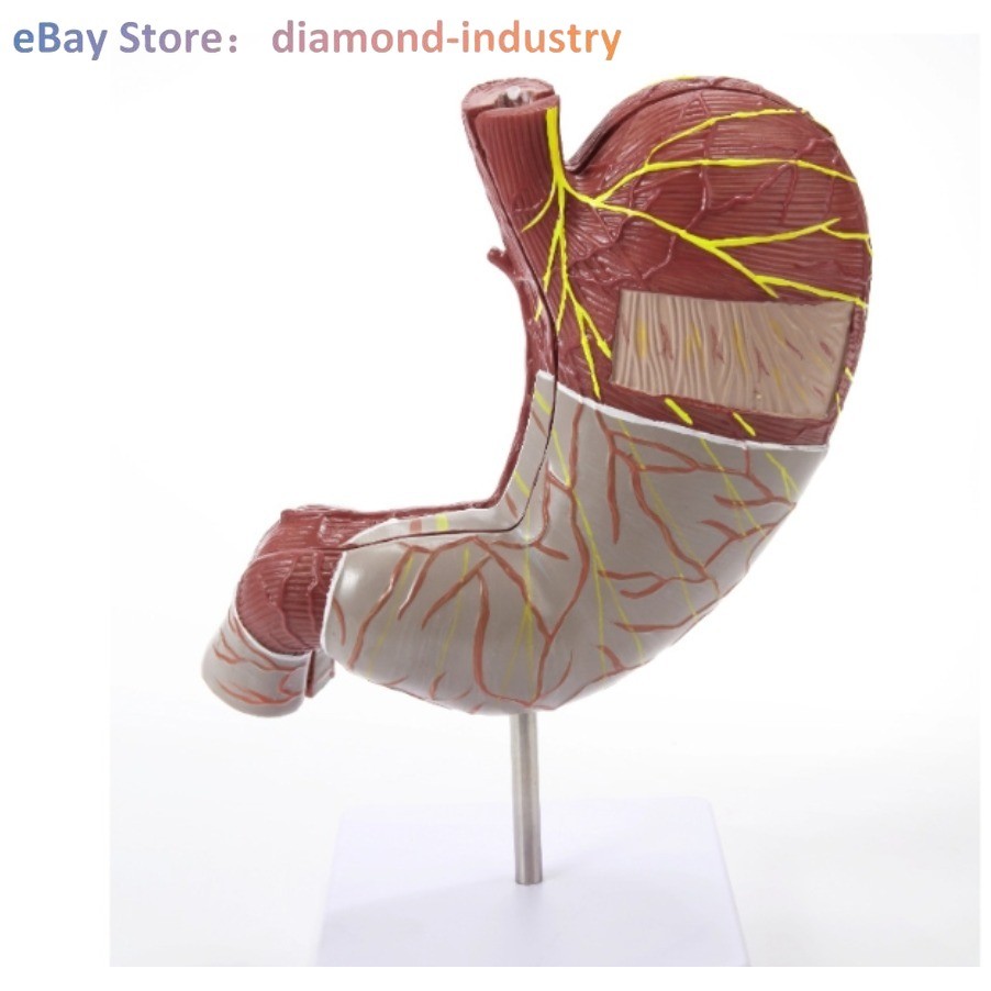 A 1.5x Size Human Digestive System Model Medical Science Stomach Anatomy