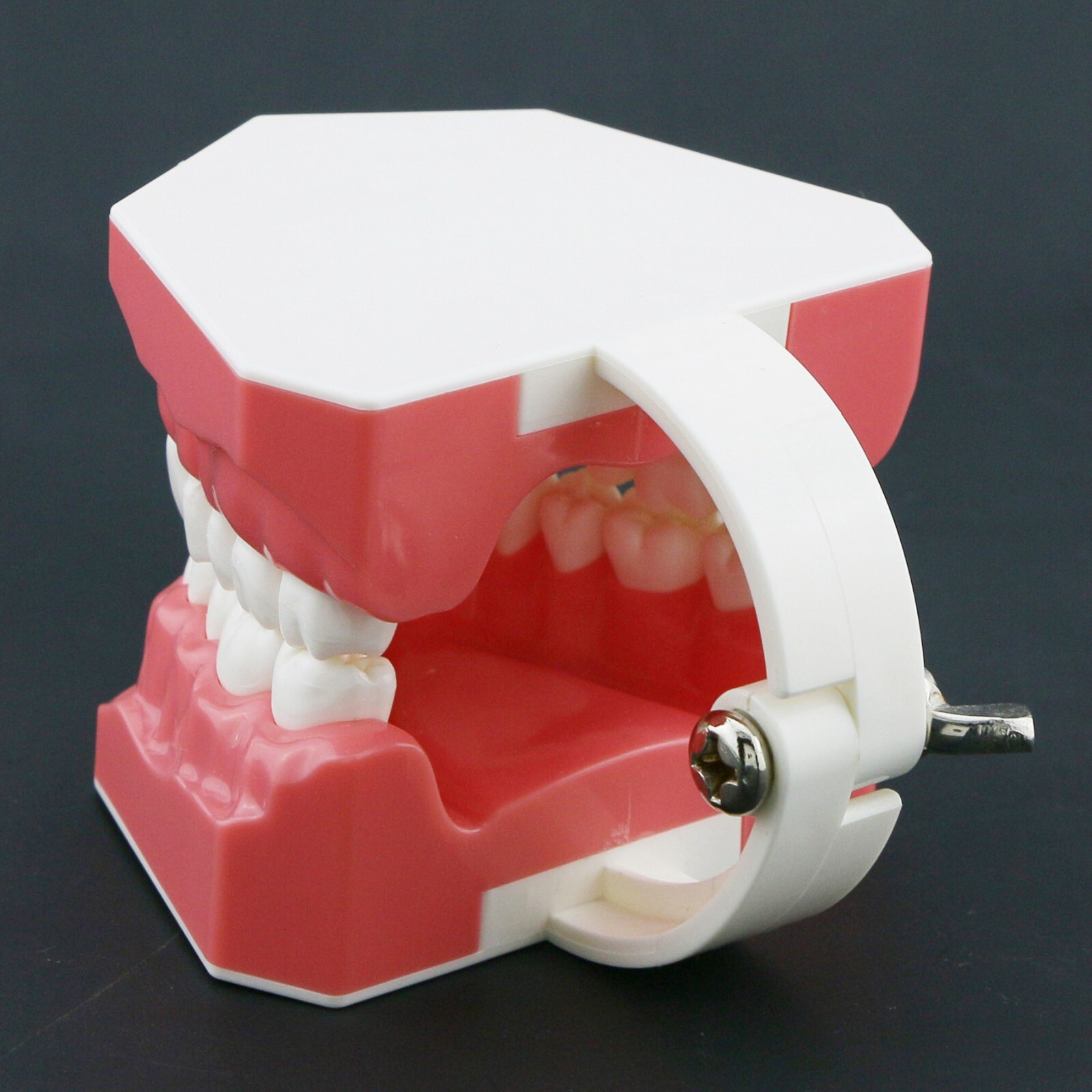 US Dental Typodont Teeth Model with Orthodontic Brackets Brushing